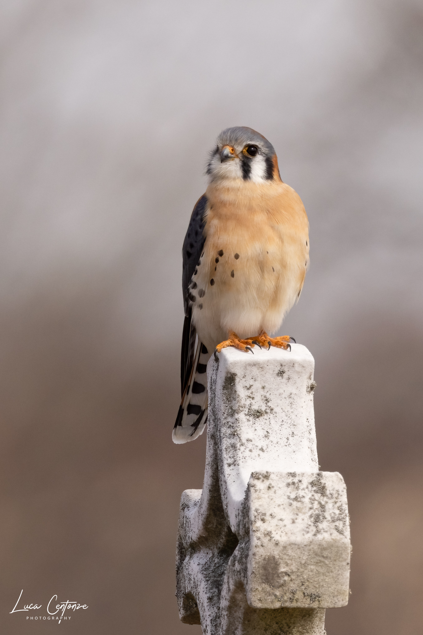 American Kestrel (Falco sparverius) Gheppio Americano...