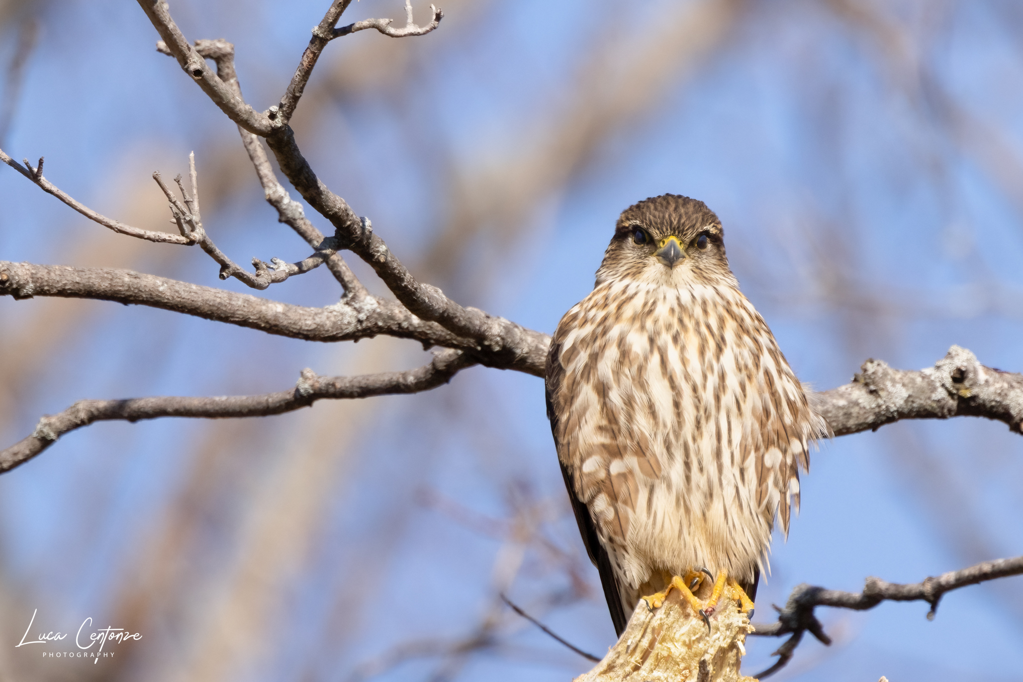 Merlin (Falco colombarius)...