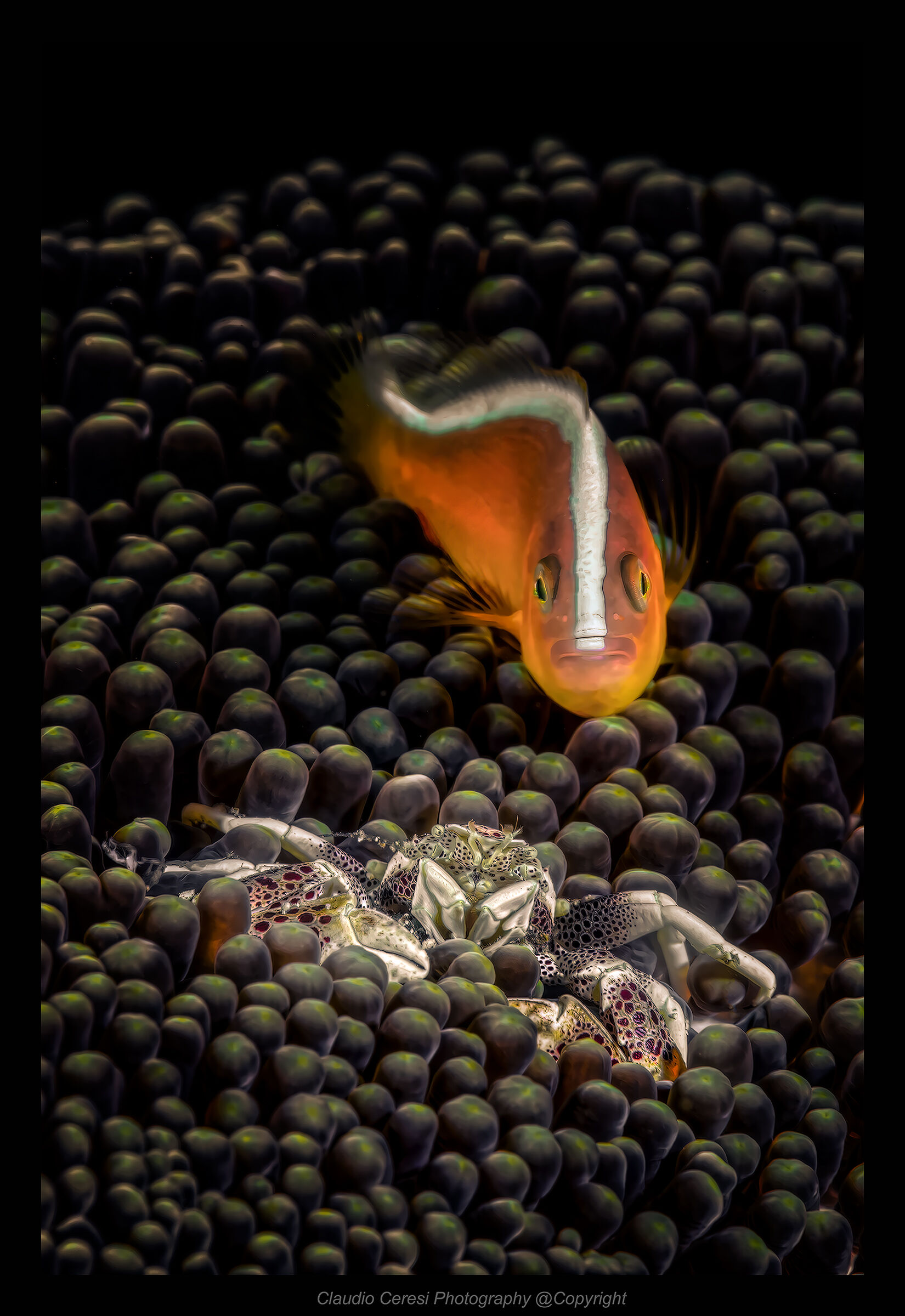 porcelain crab and clownfish ...