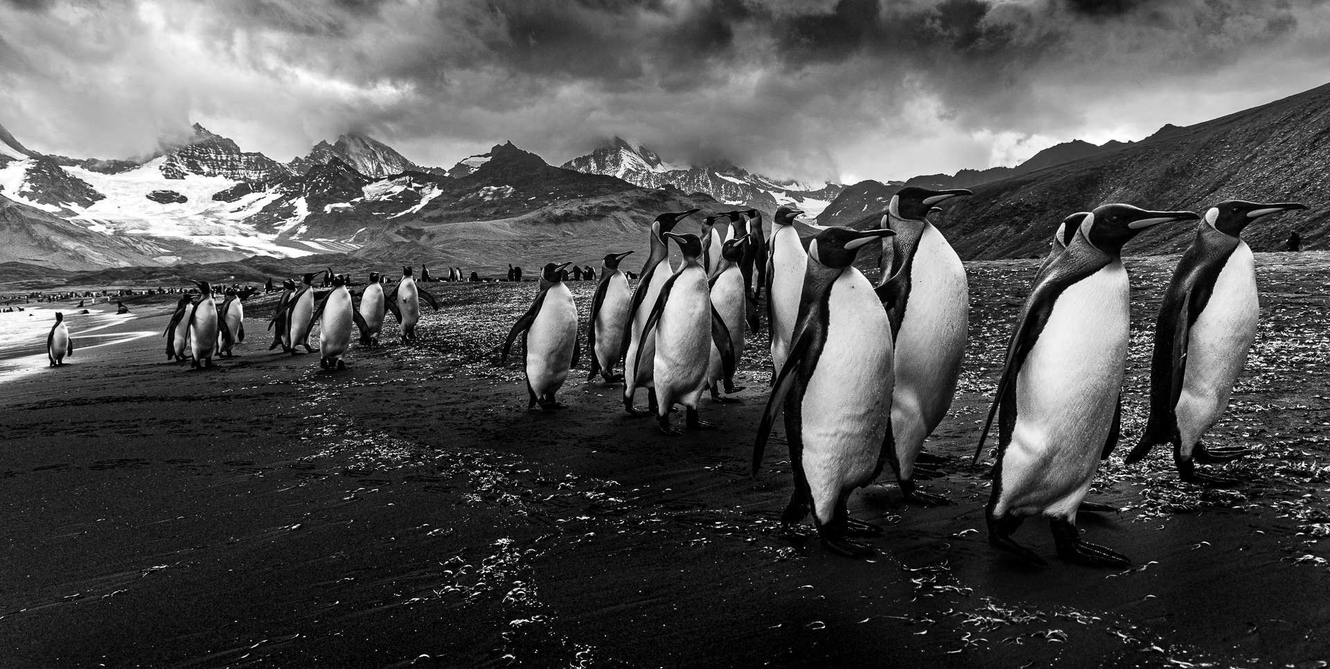 La marcia dei pinguini...