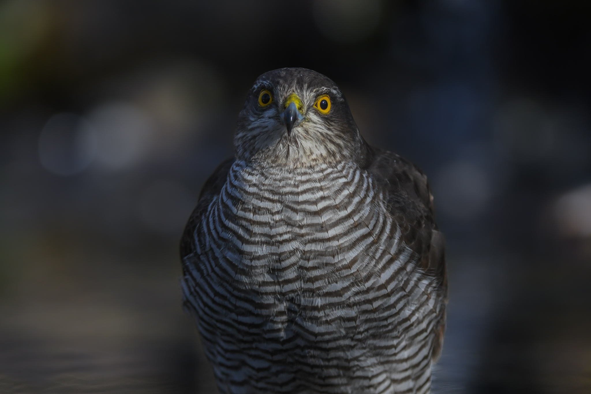 Face to face with the Sparrowhawk ...