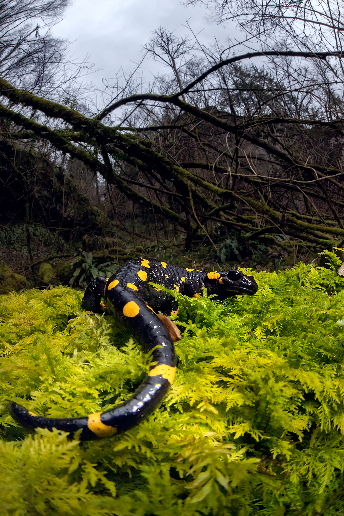 Spotted salamander - Salamander salamander ...