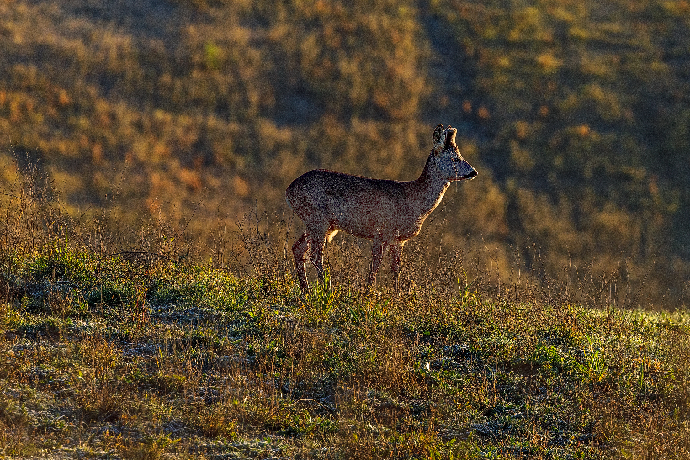 Roe deer in Val d'Orcia...