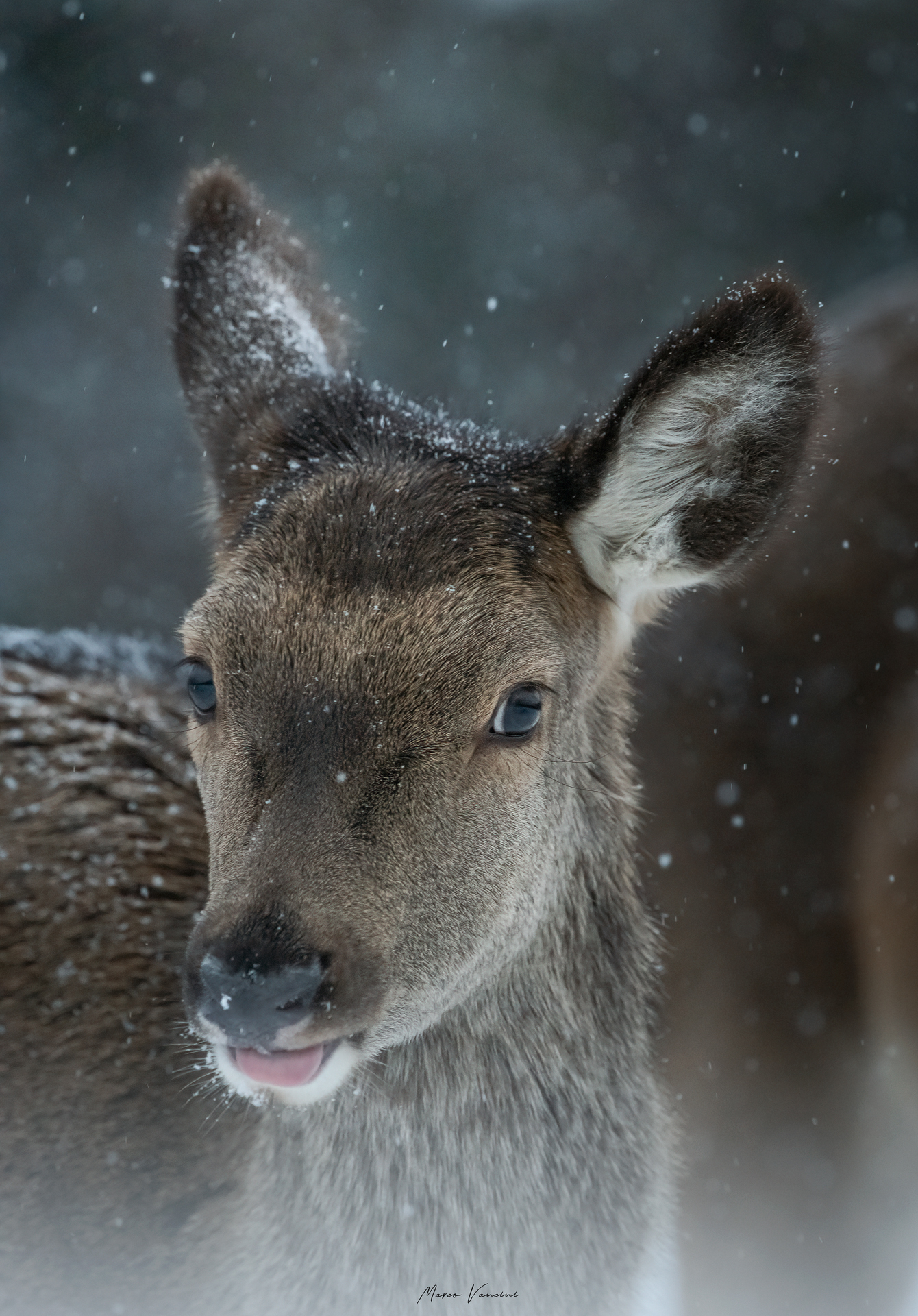 The deer tongue ...