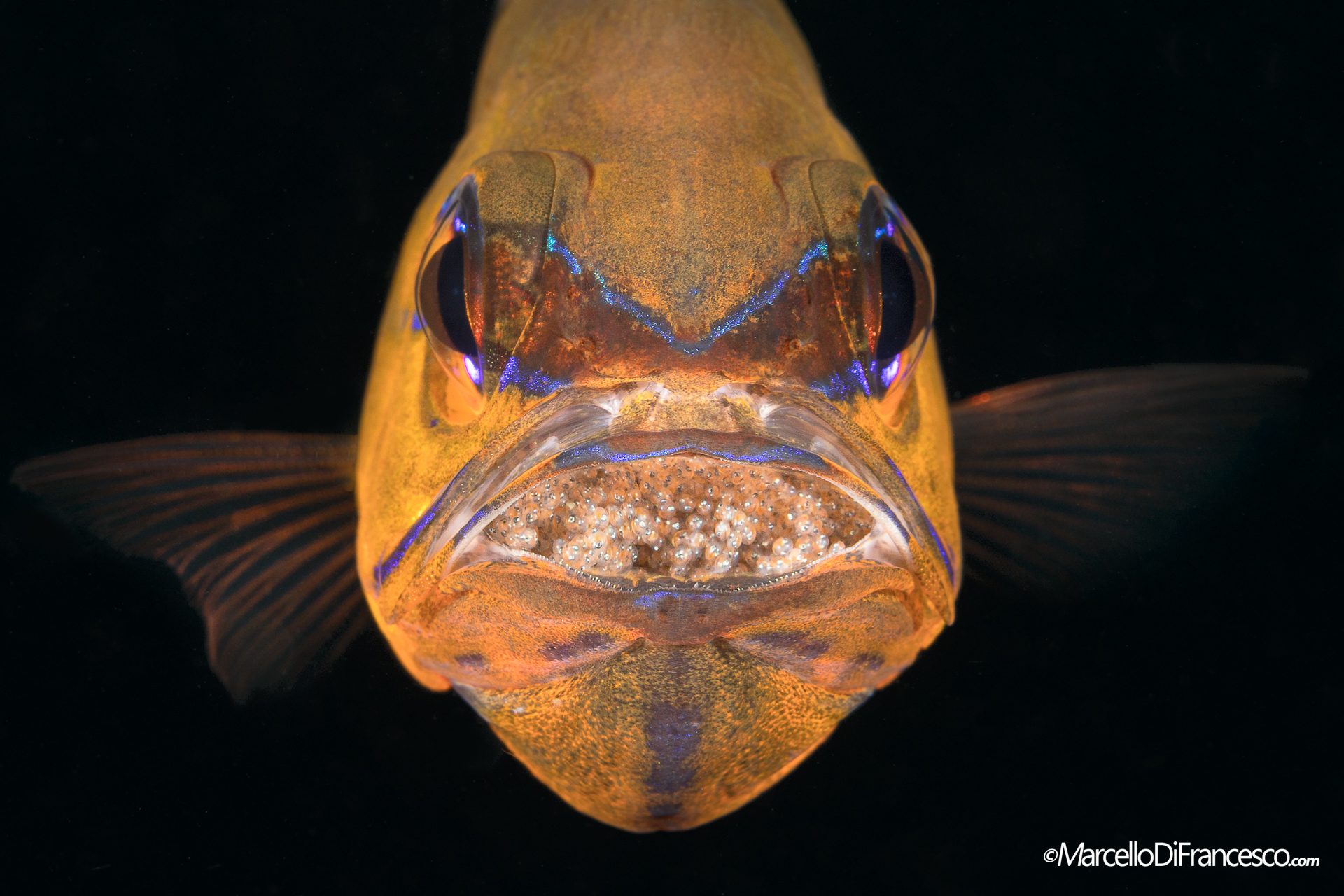 Ringtailed Cardinalfish...