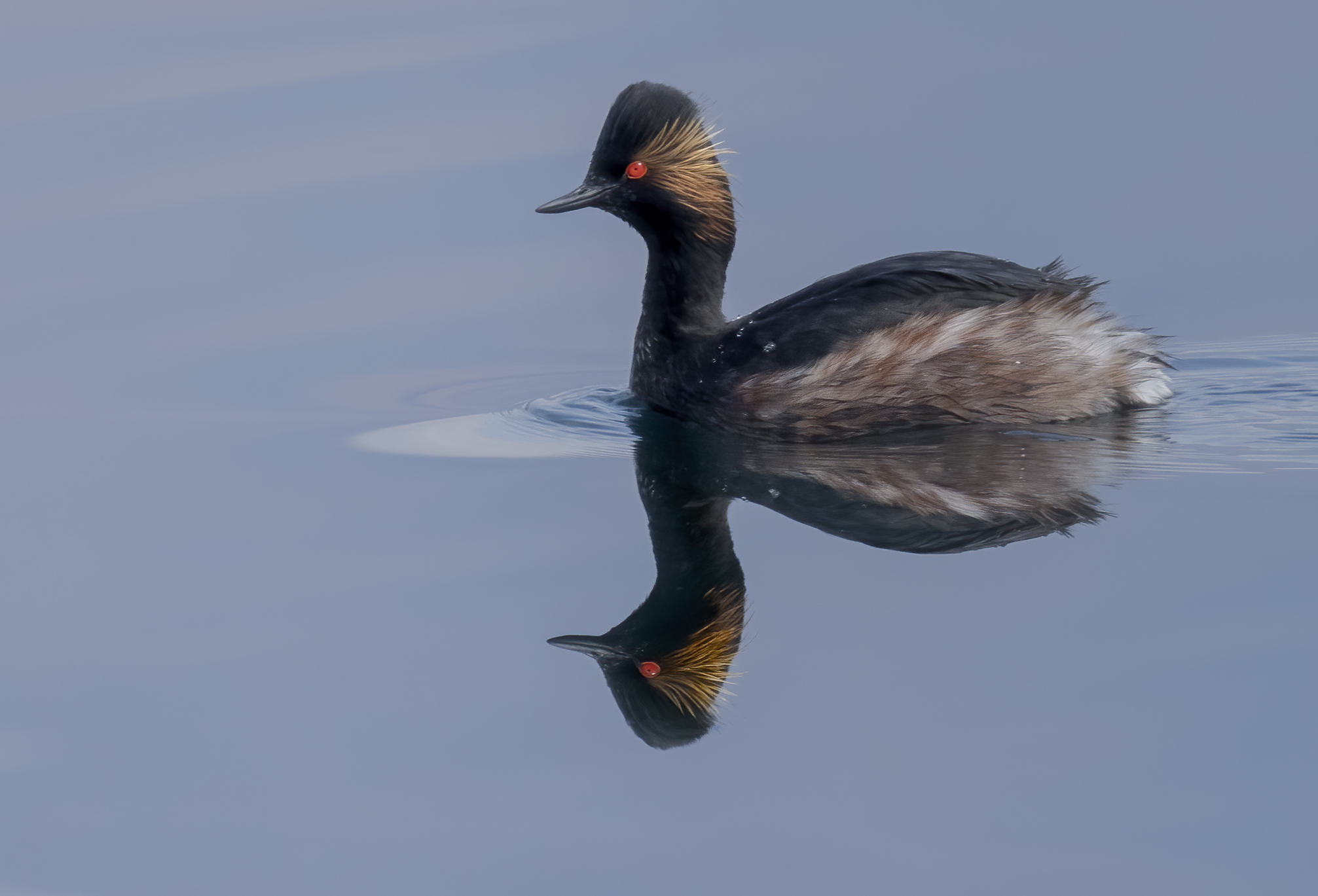 in the mirror, small grebe in livery...