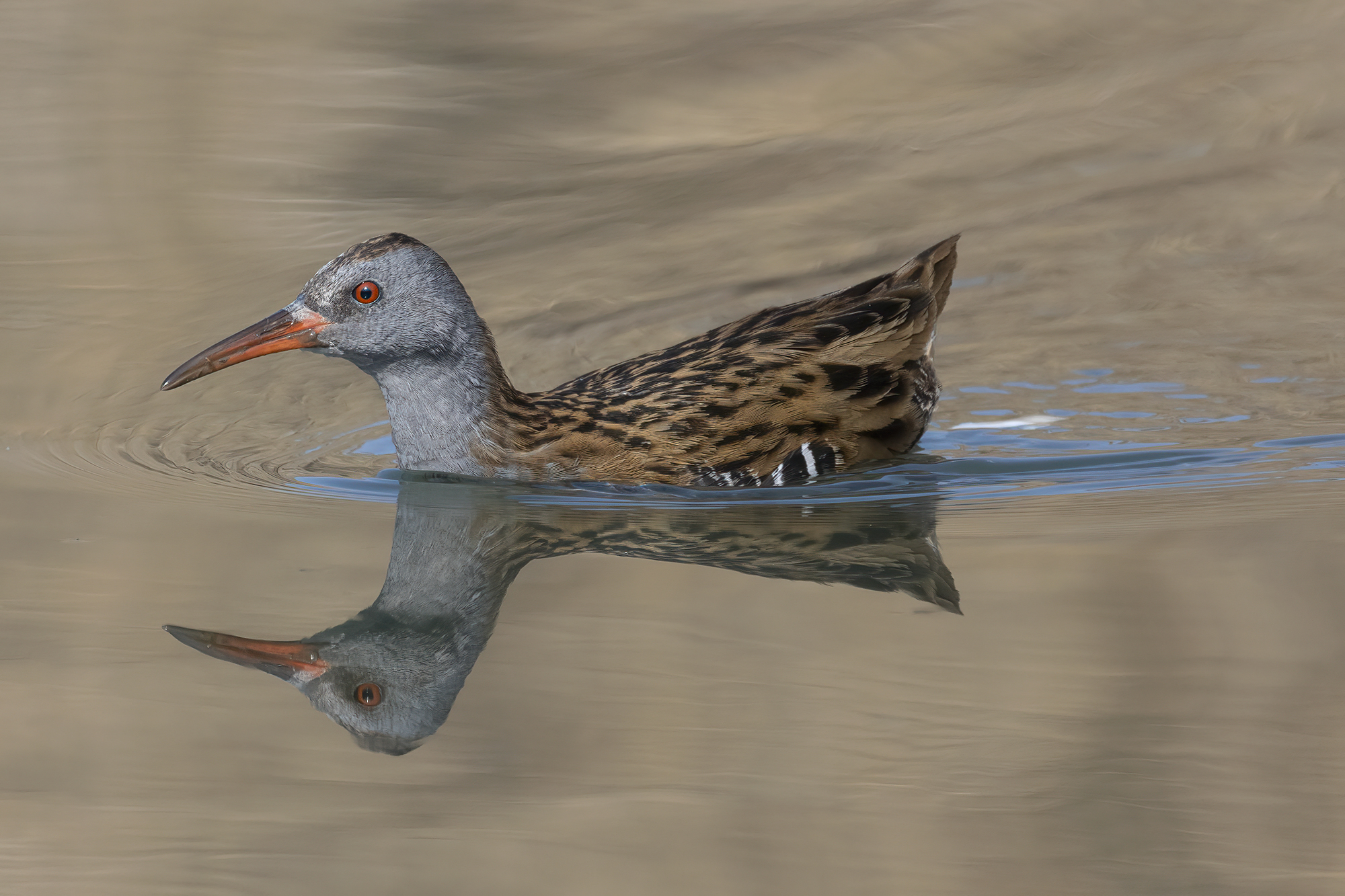 Swimming is sweet to me, water rail...