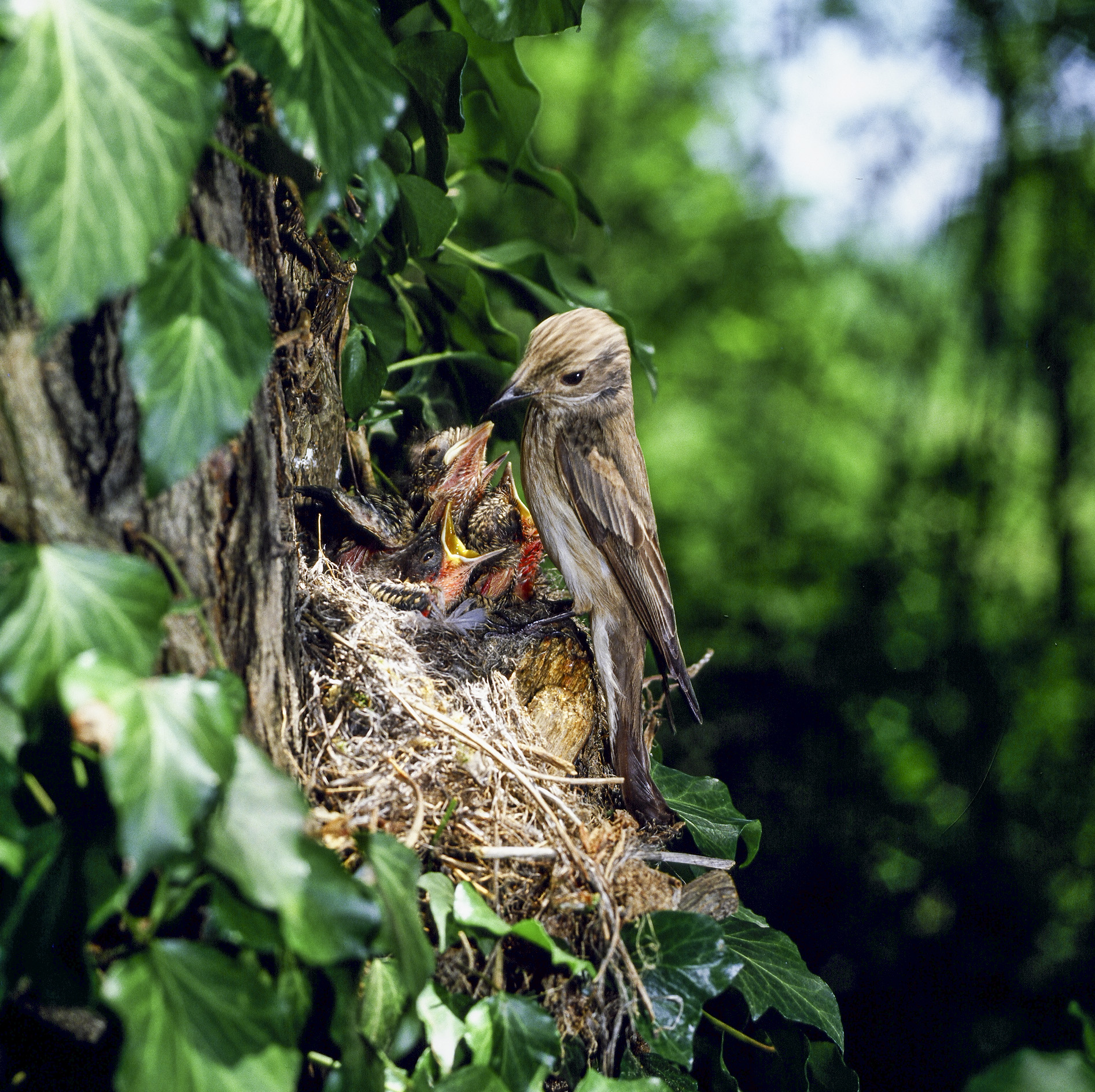 Flycatcher on the nest...