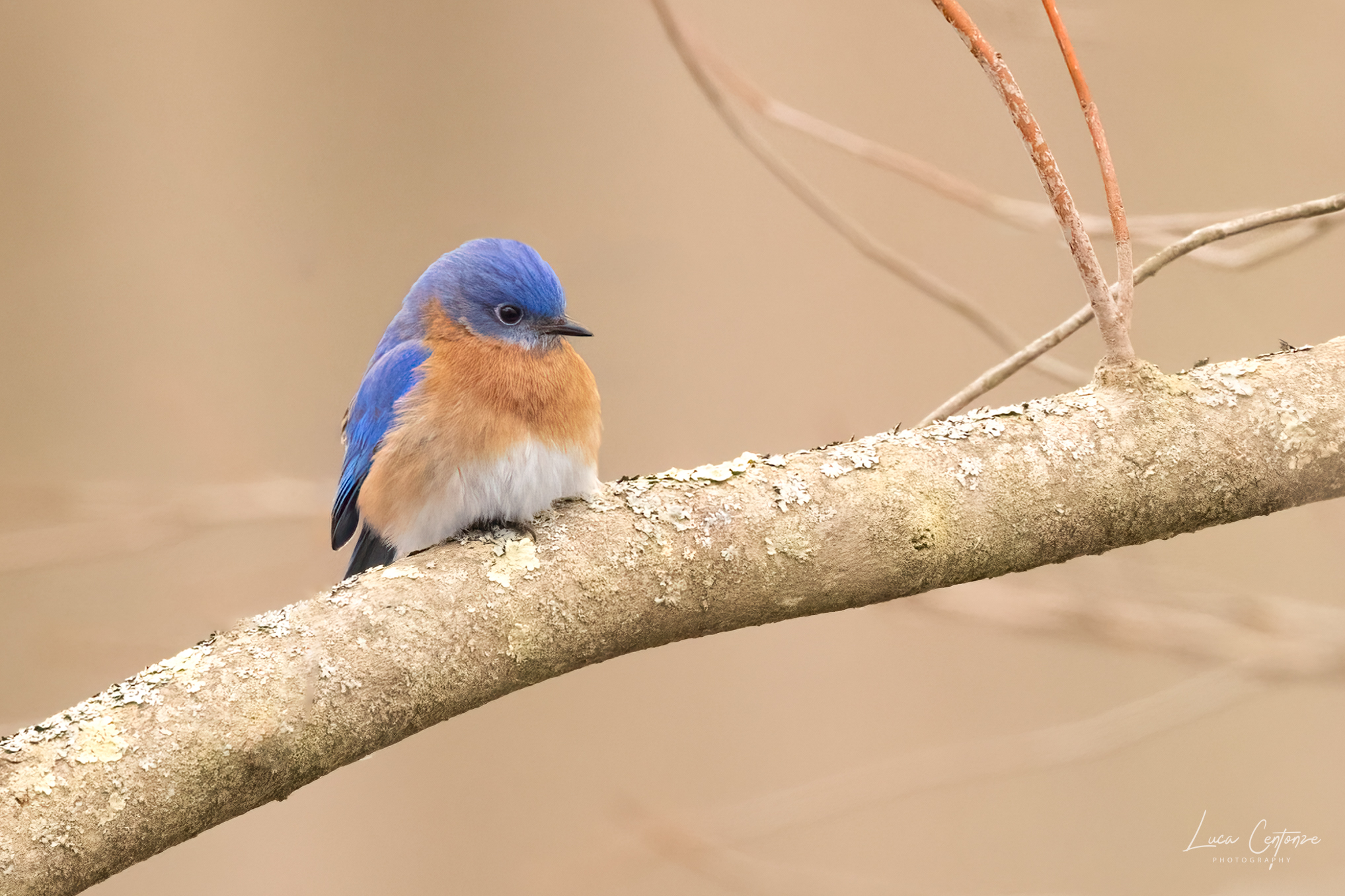 Eastern Bluebird (Silia sialis)...