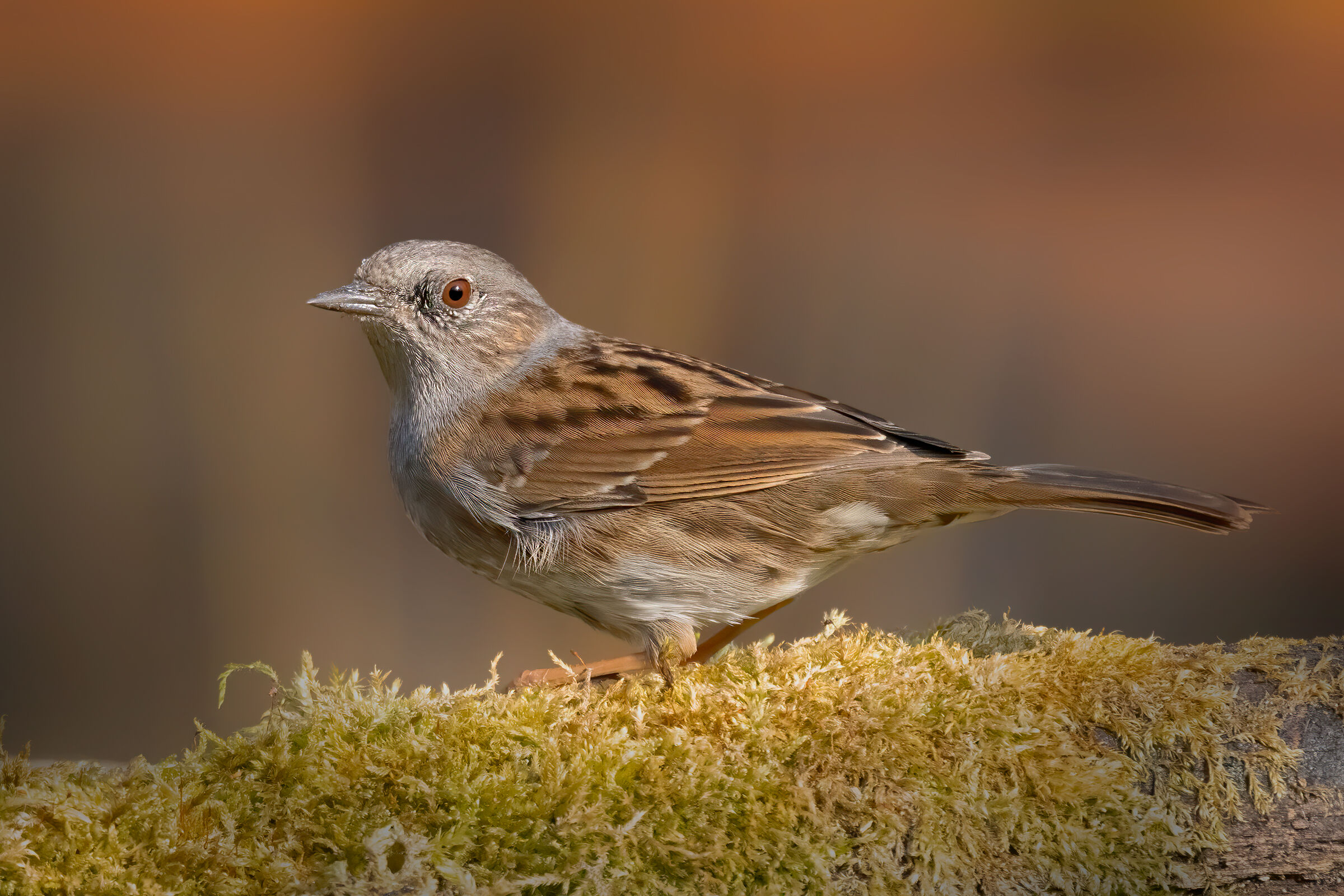 Sparrow (Prunella modularis)...
