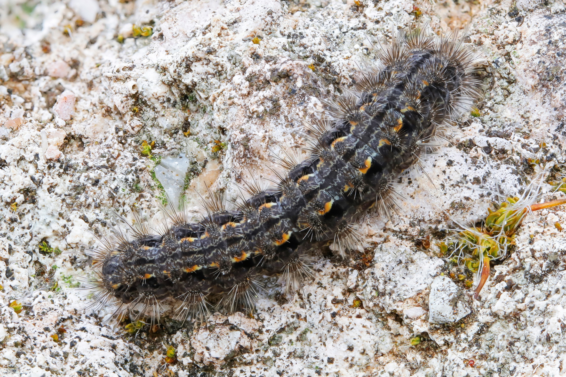Caterpillar of Eilema sp....