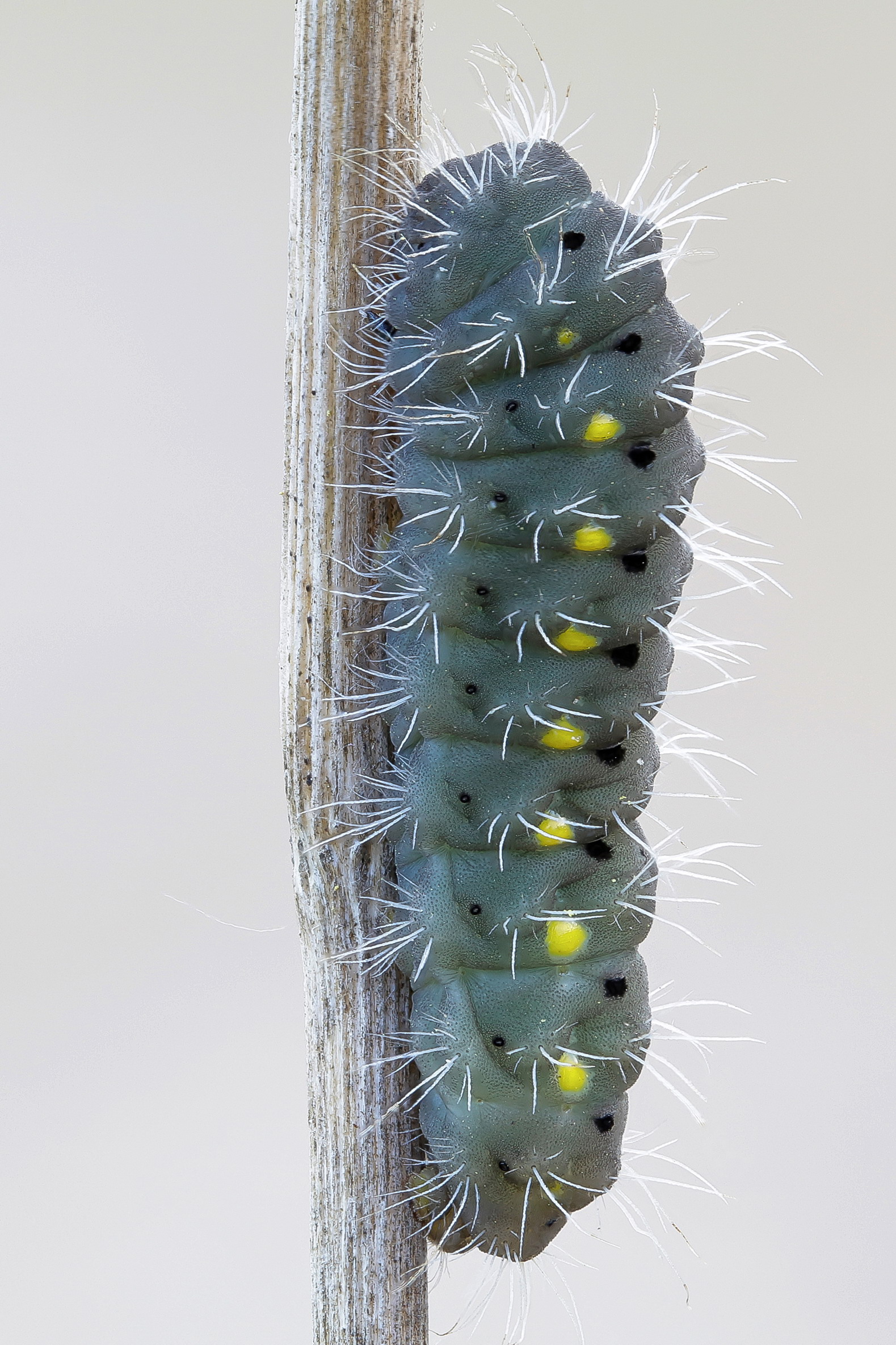 Zygaena erythrus caterpillar ...