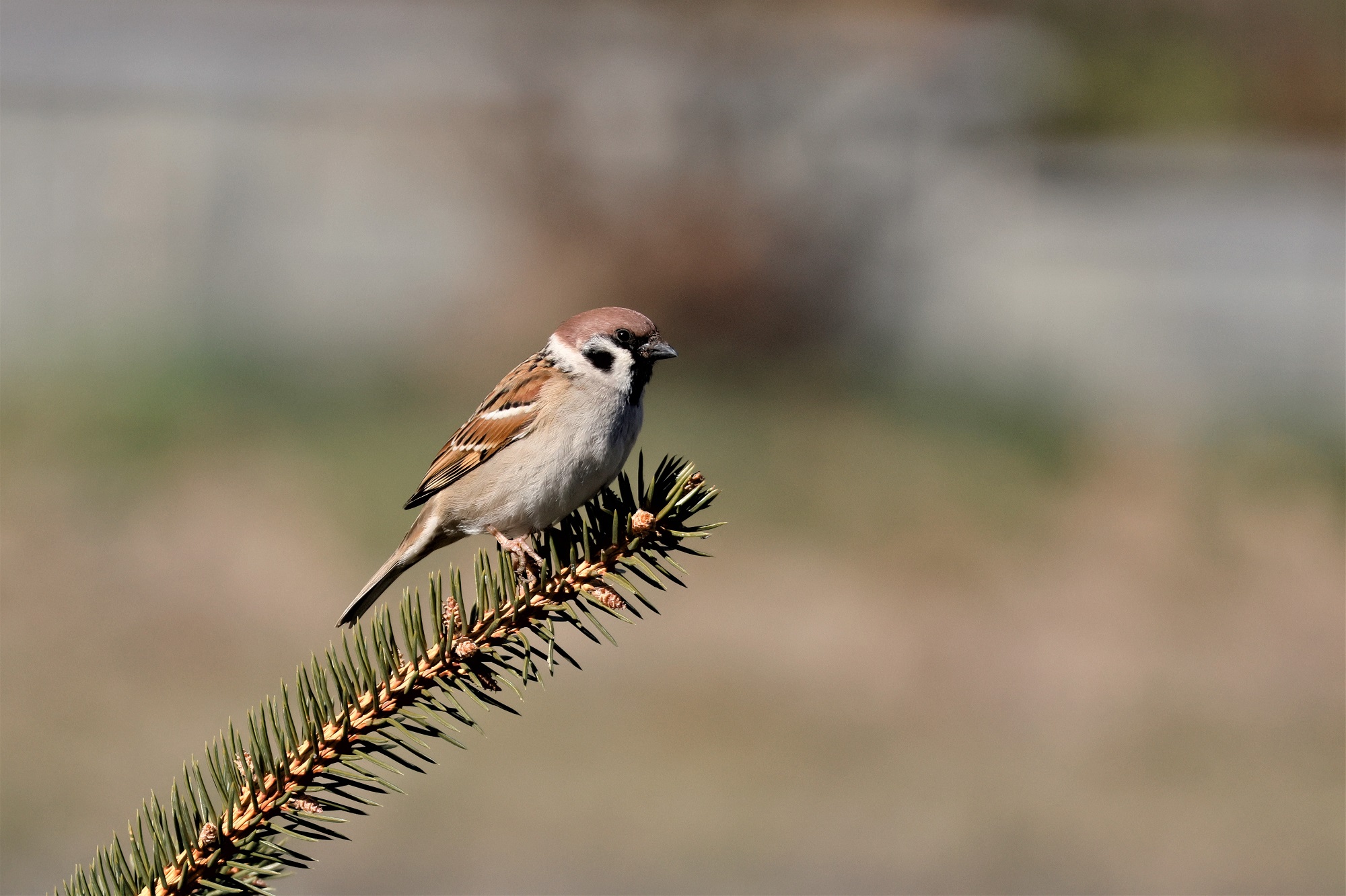 tree sparrow...