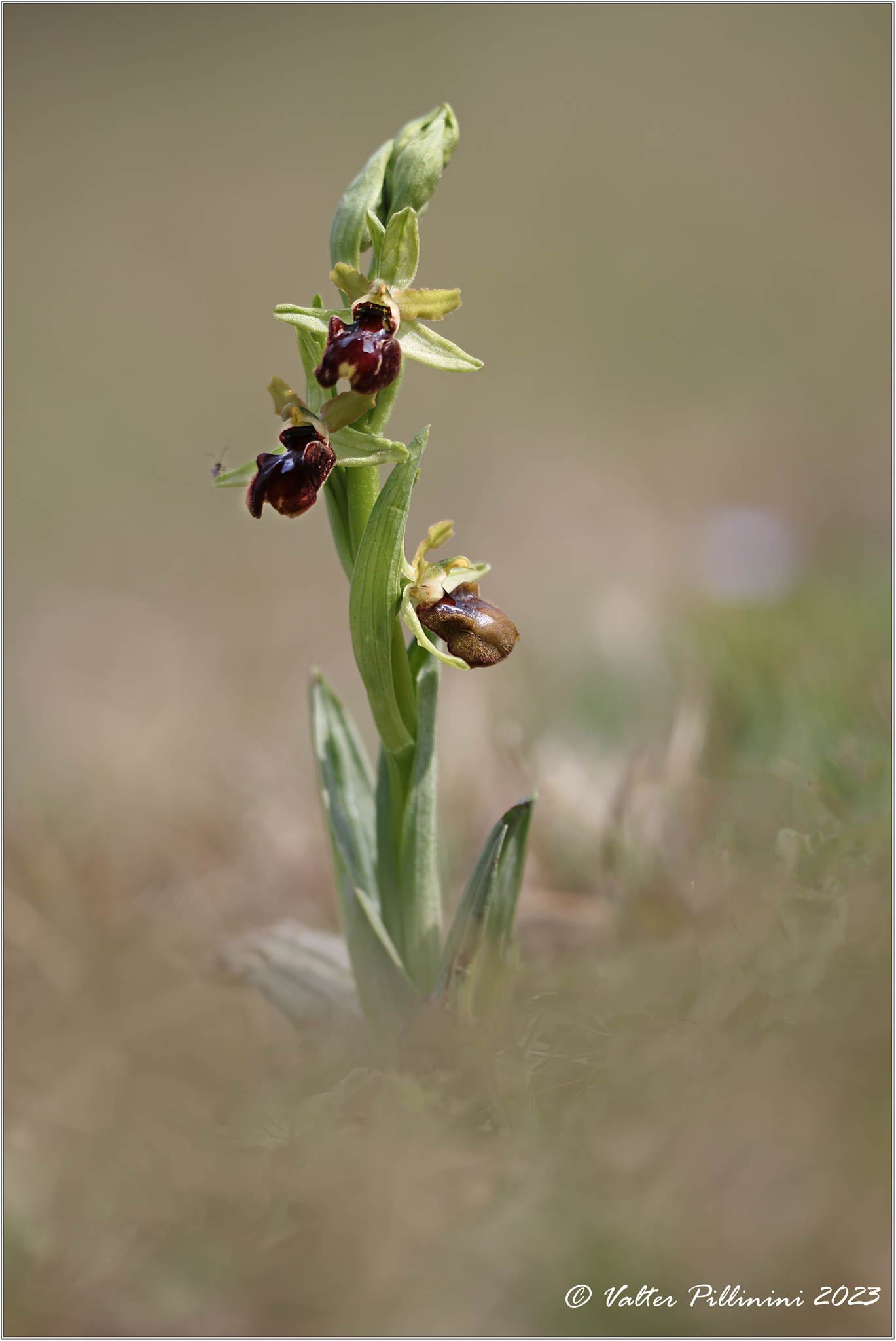 Ophrys sphegodes....