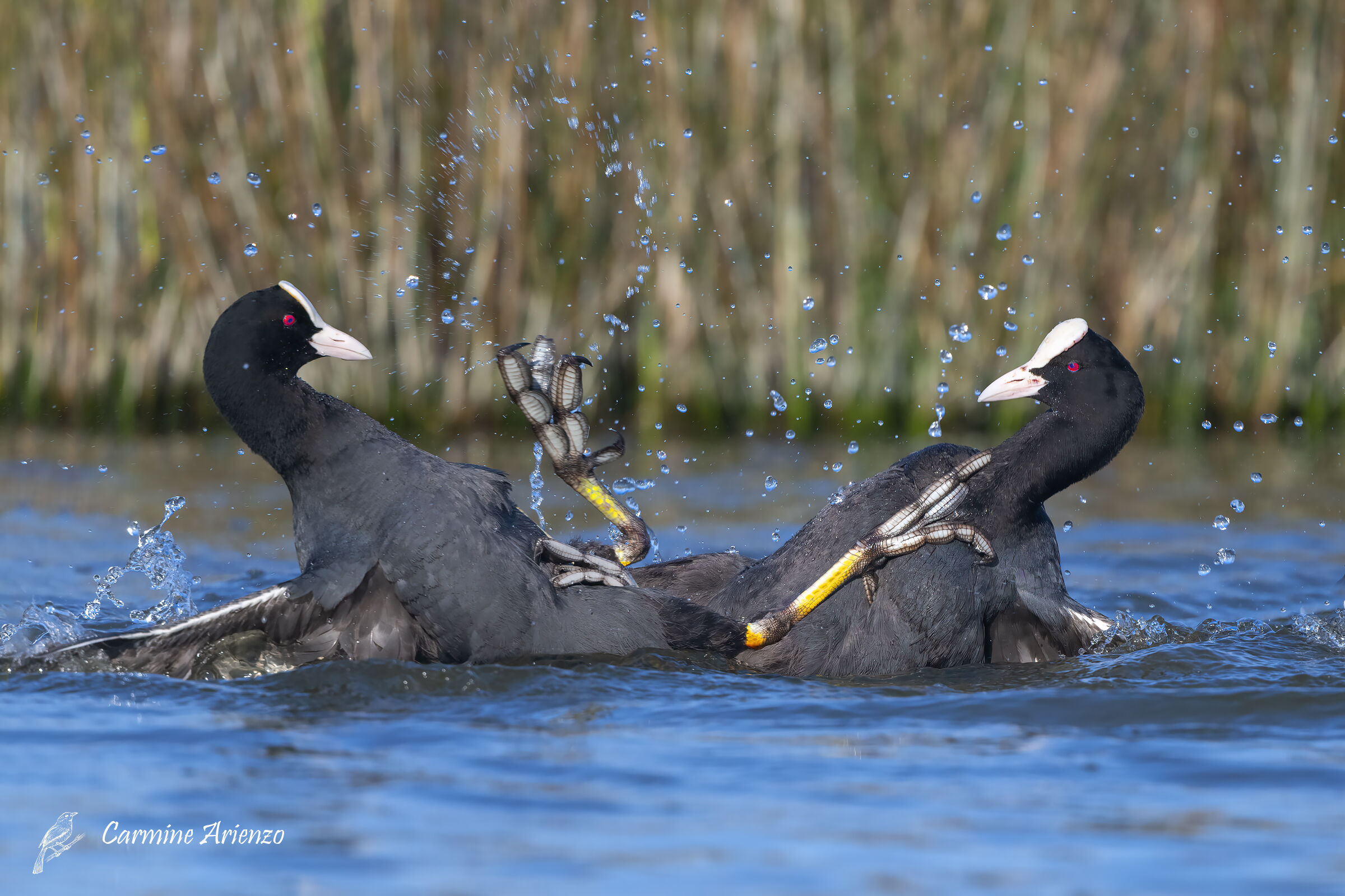 coot fight...