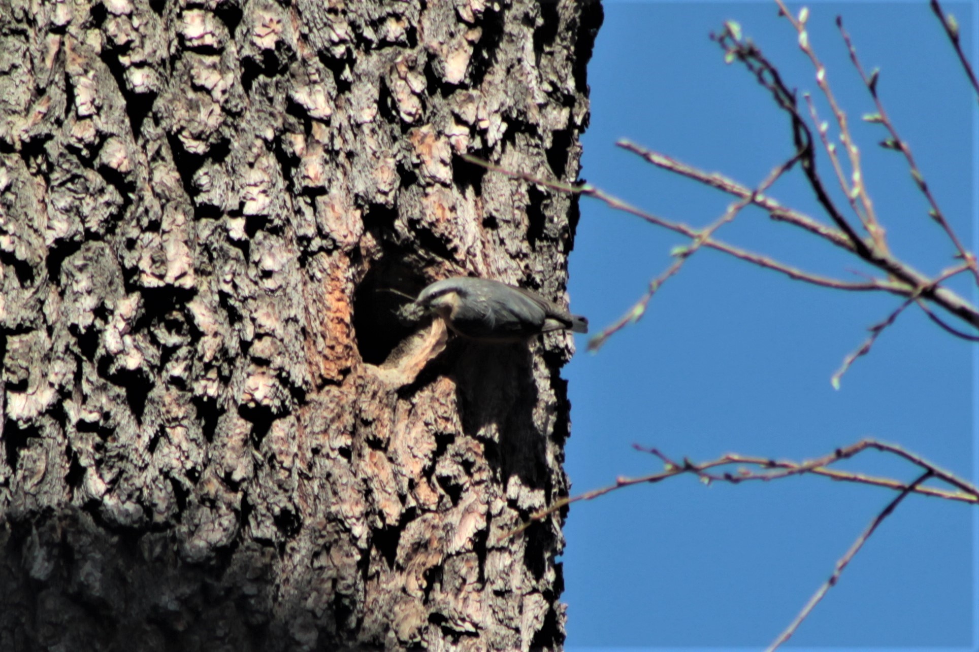Nuthatch at work...