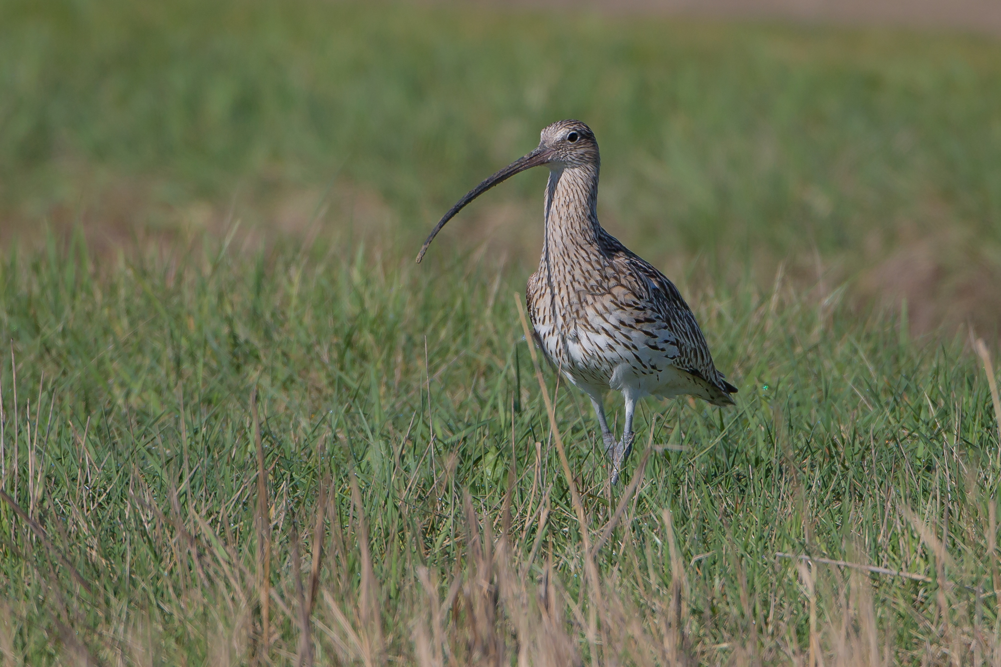 curlew....