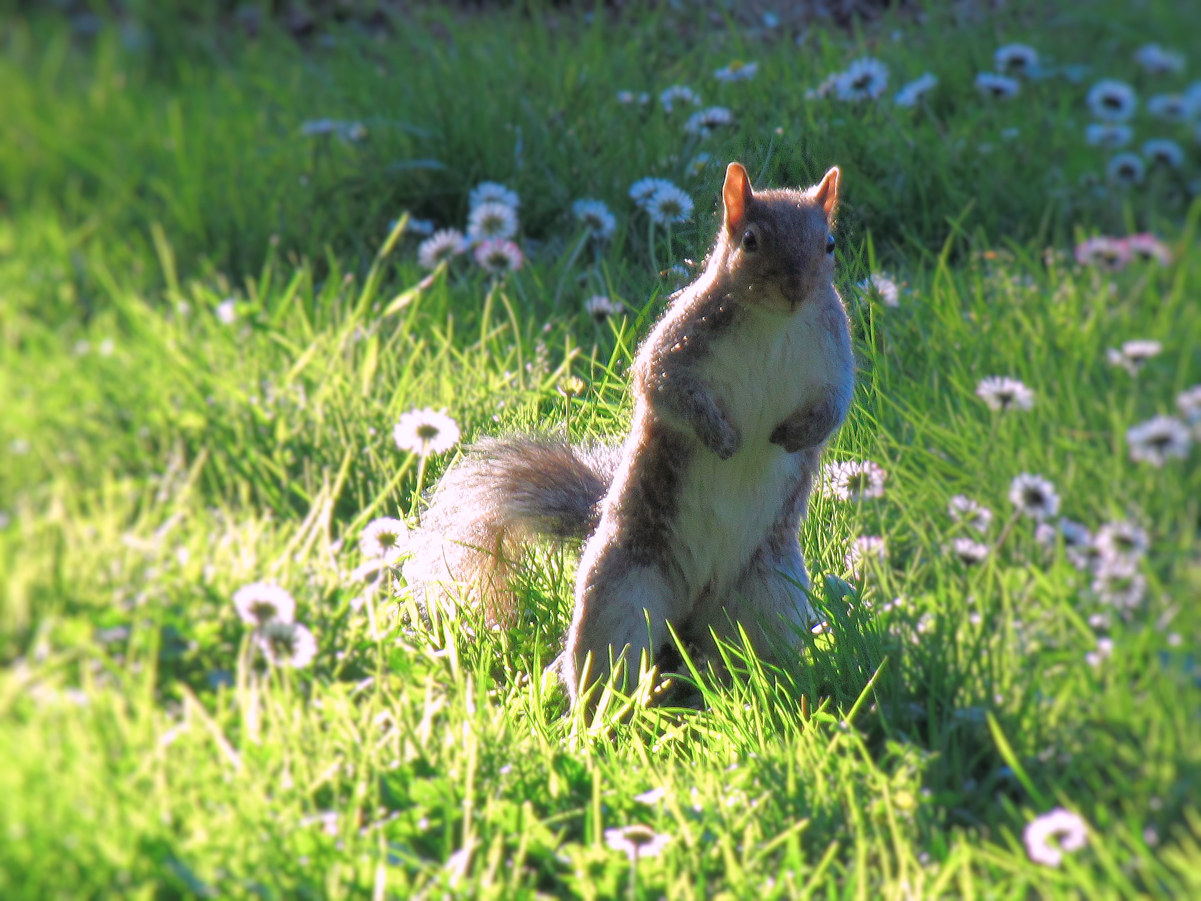 Squirrel in the Parks of Genoa Nervi...