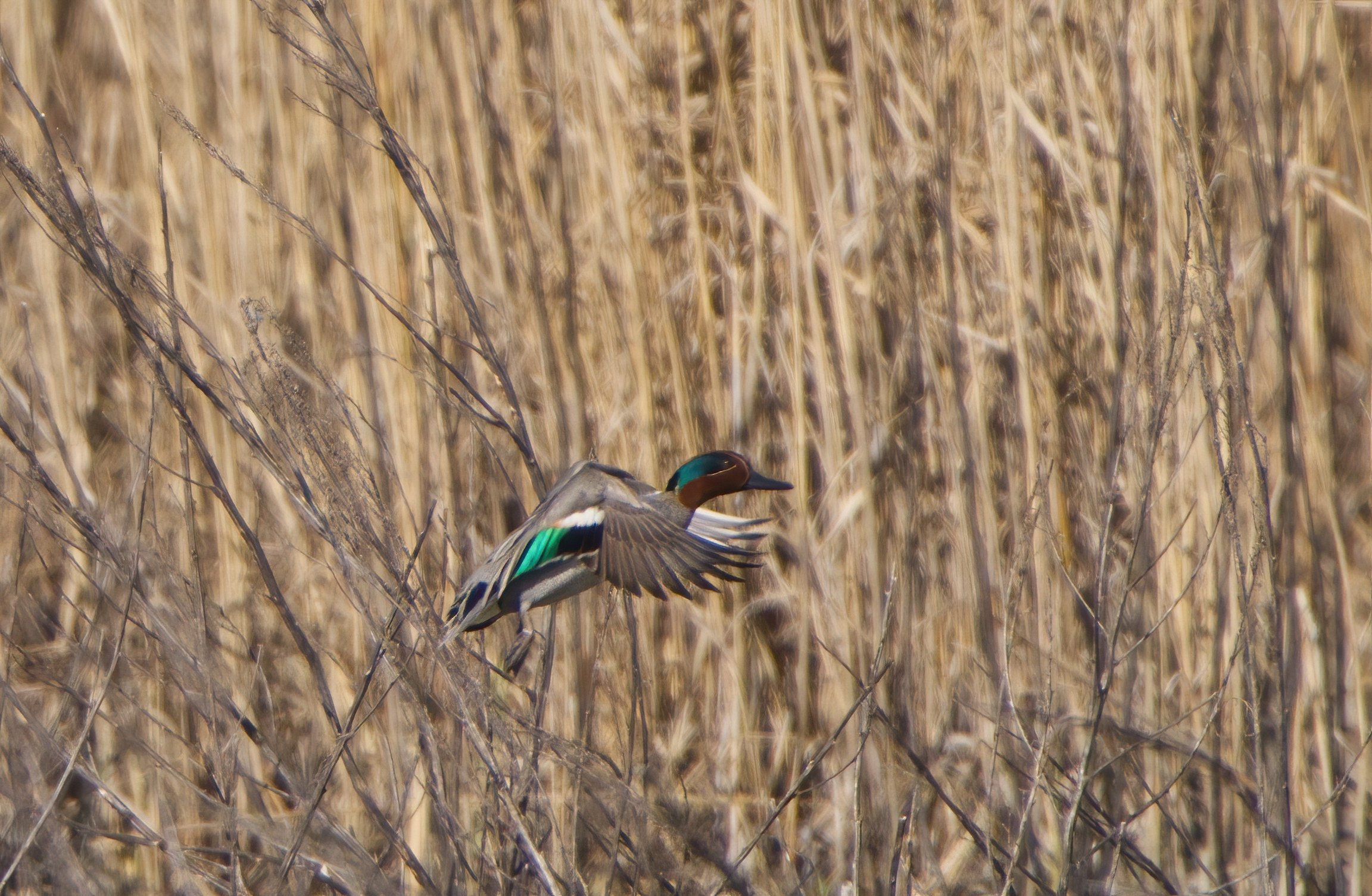 Flying in the reeds...