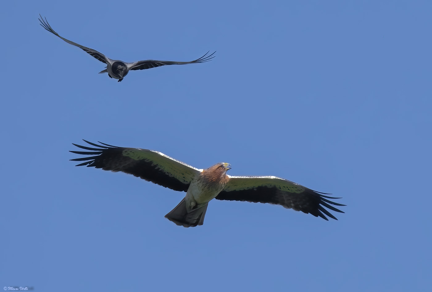 Lesser eagle and crow...