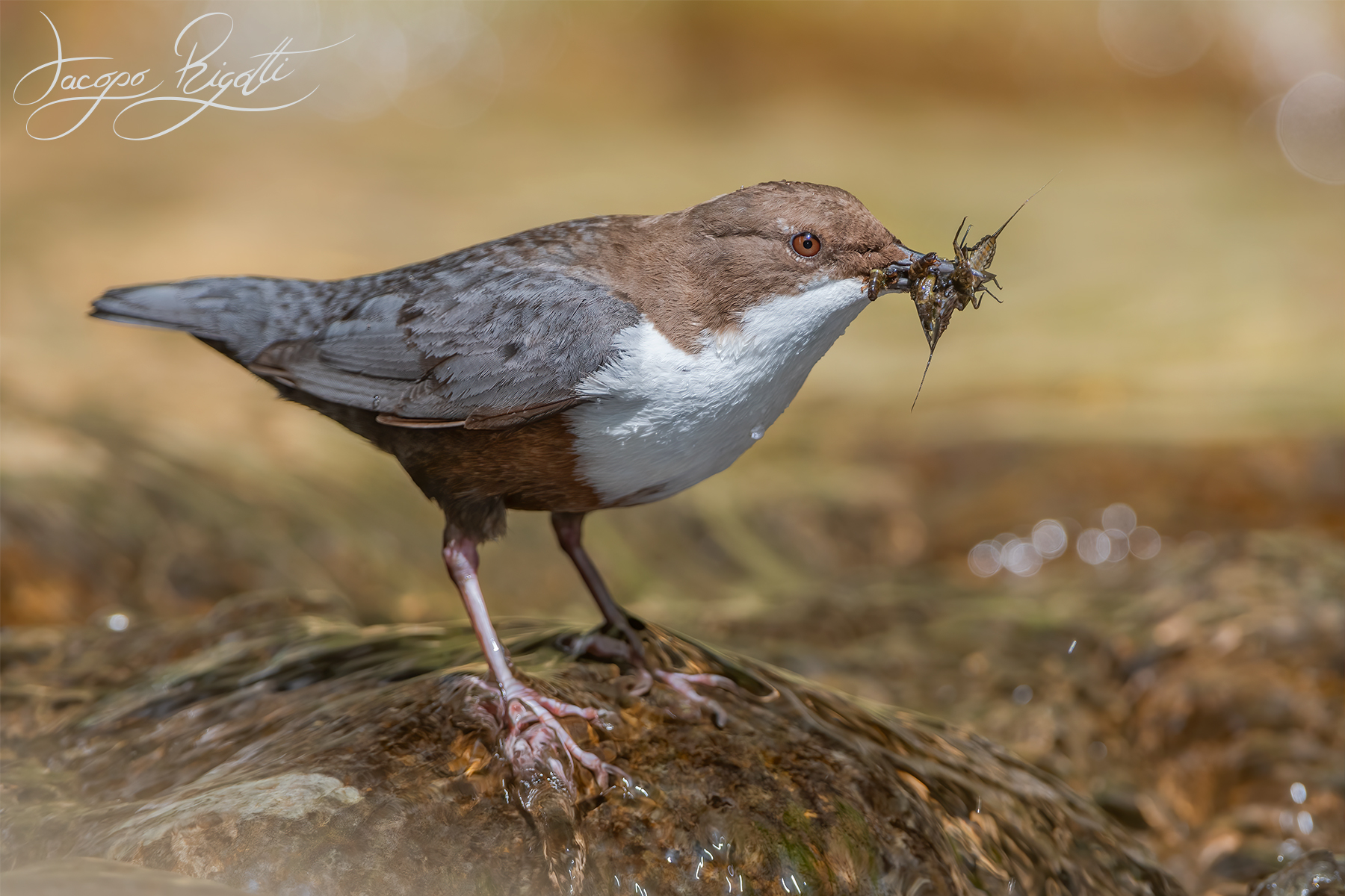 Dipper with peck...