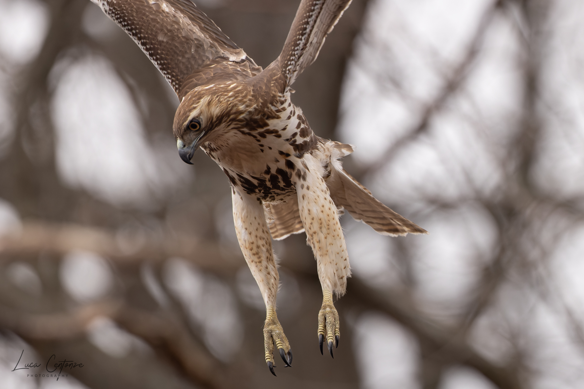 Giovane Red-tailed Hawk...