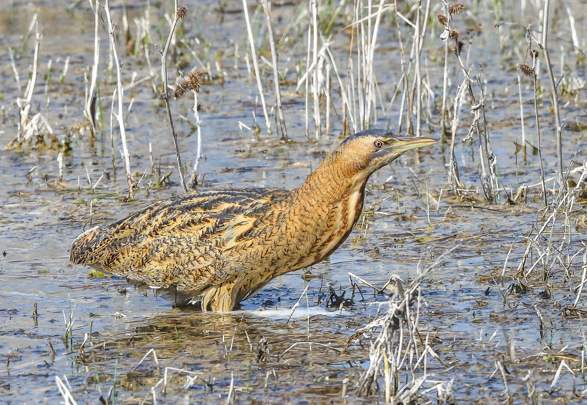Bittern, finally came out of the reeds!...