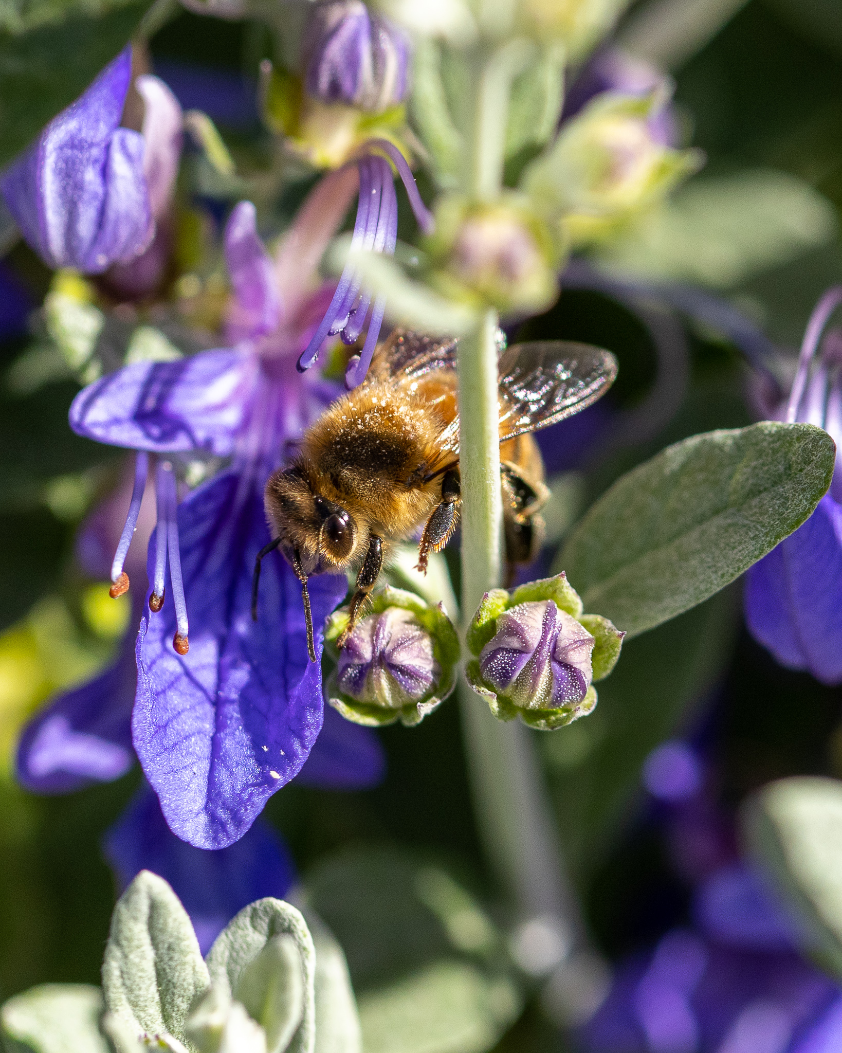 Bee on Teucrium fruticans...