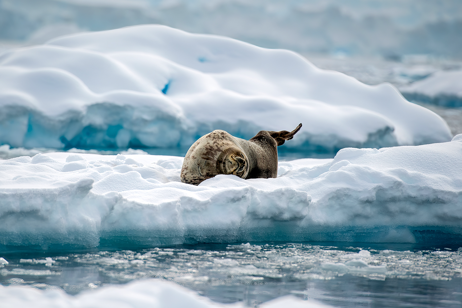 Foca di Weddel su Iceberg a Flandres Bay - Antartide...