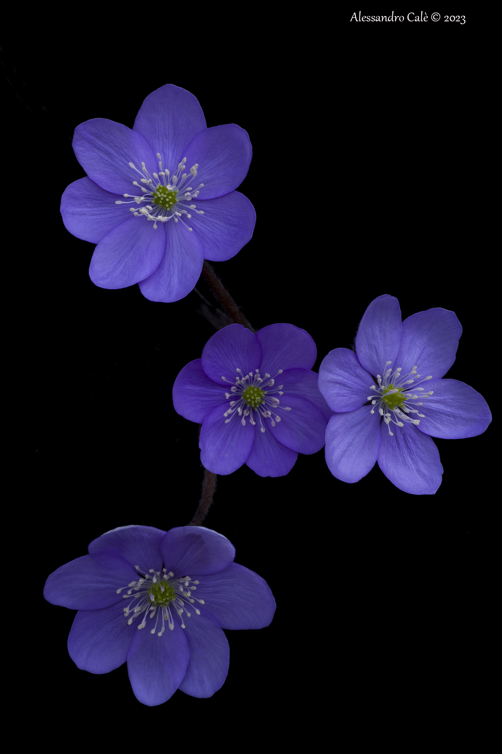 Hepatica nobilis (Hepatic anemone) 9750...
