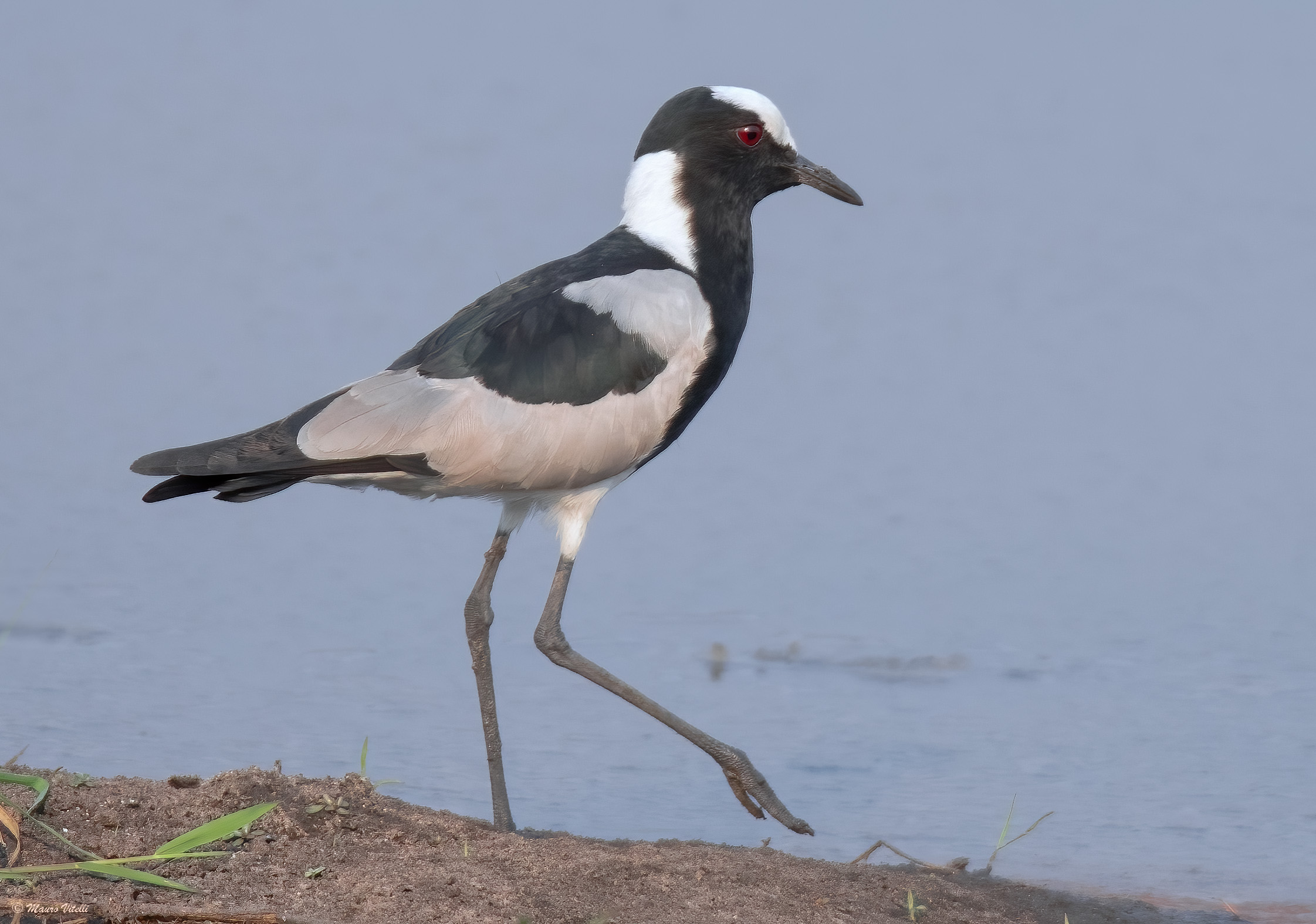 Armed lapwing...