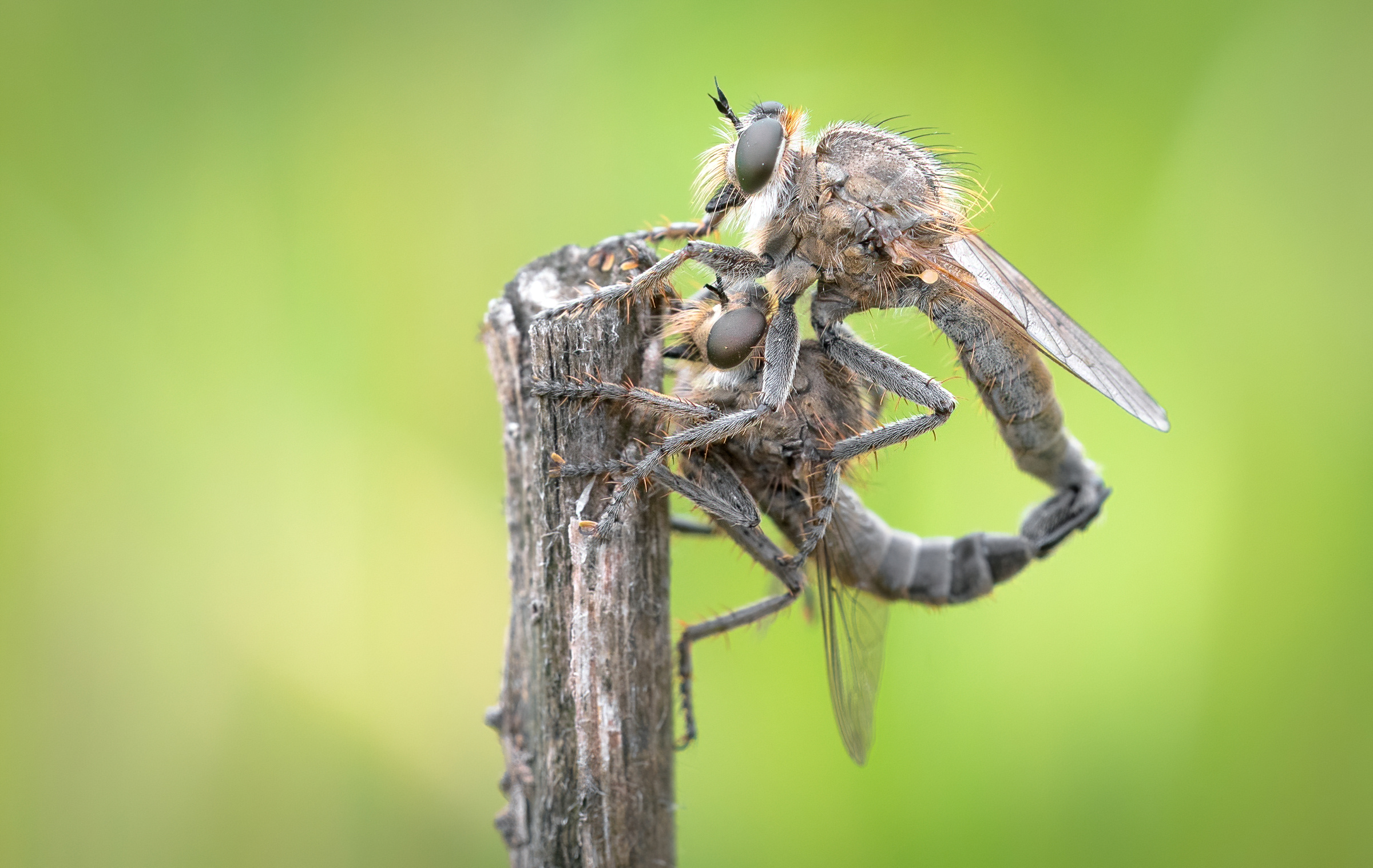 robber fly-maiting...