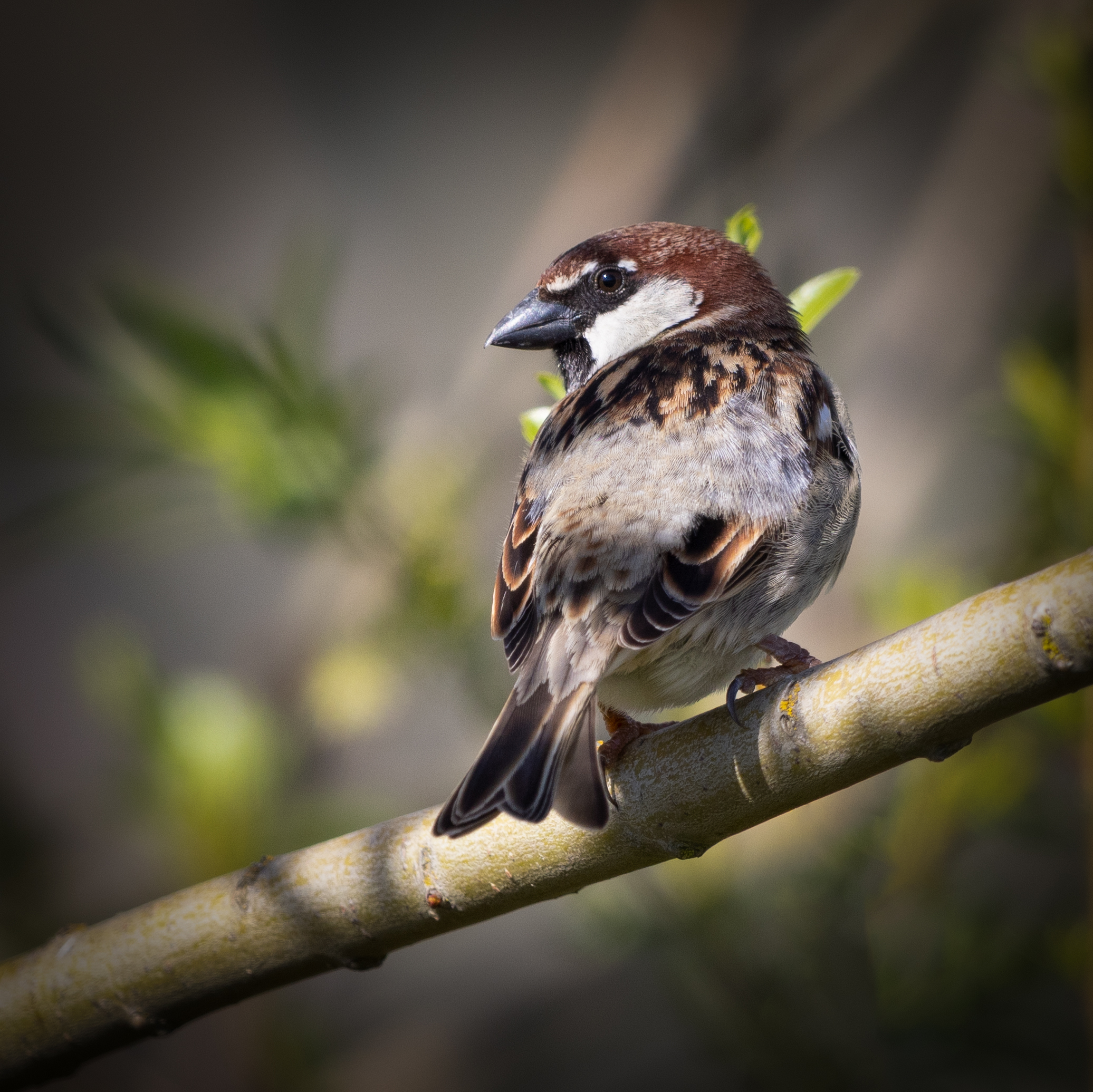 Sparrow ...
