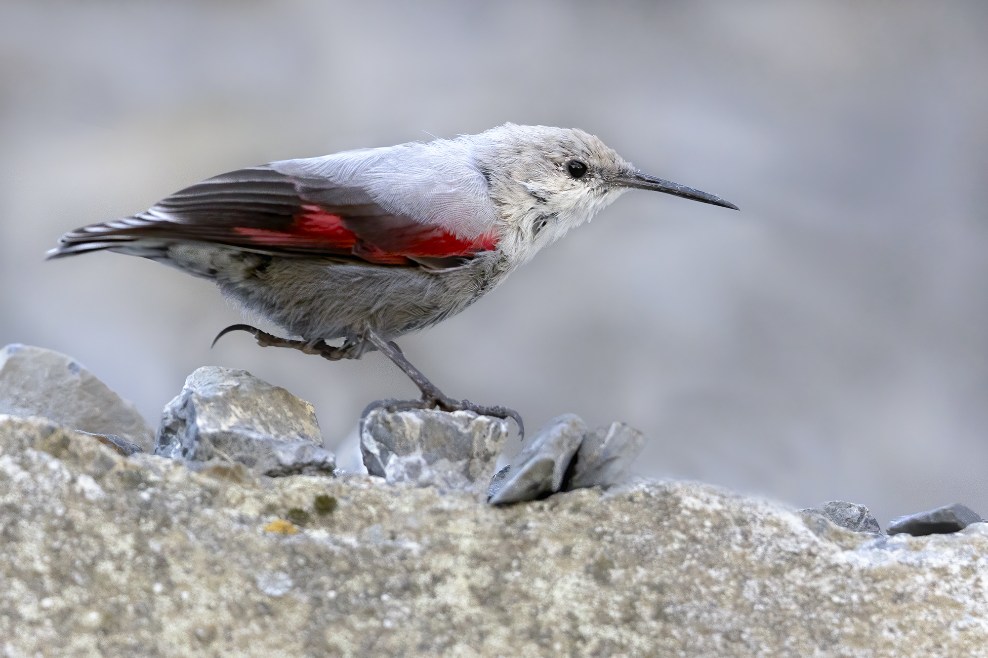 Always in a hurry, wallcreeper...