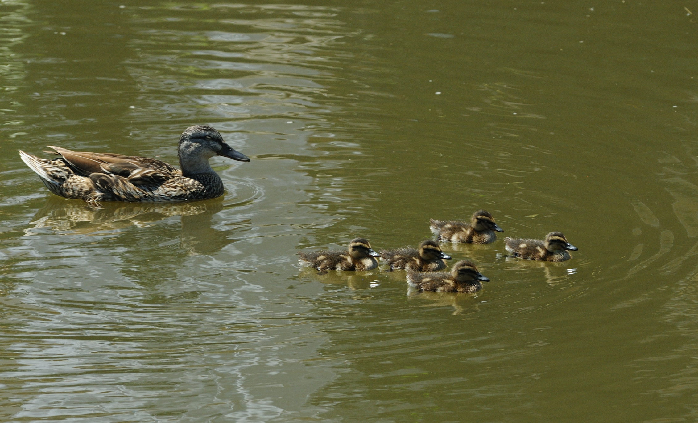 Duck with offspring...
