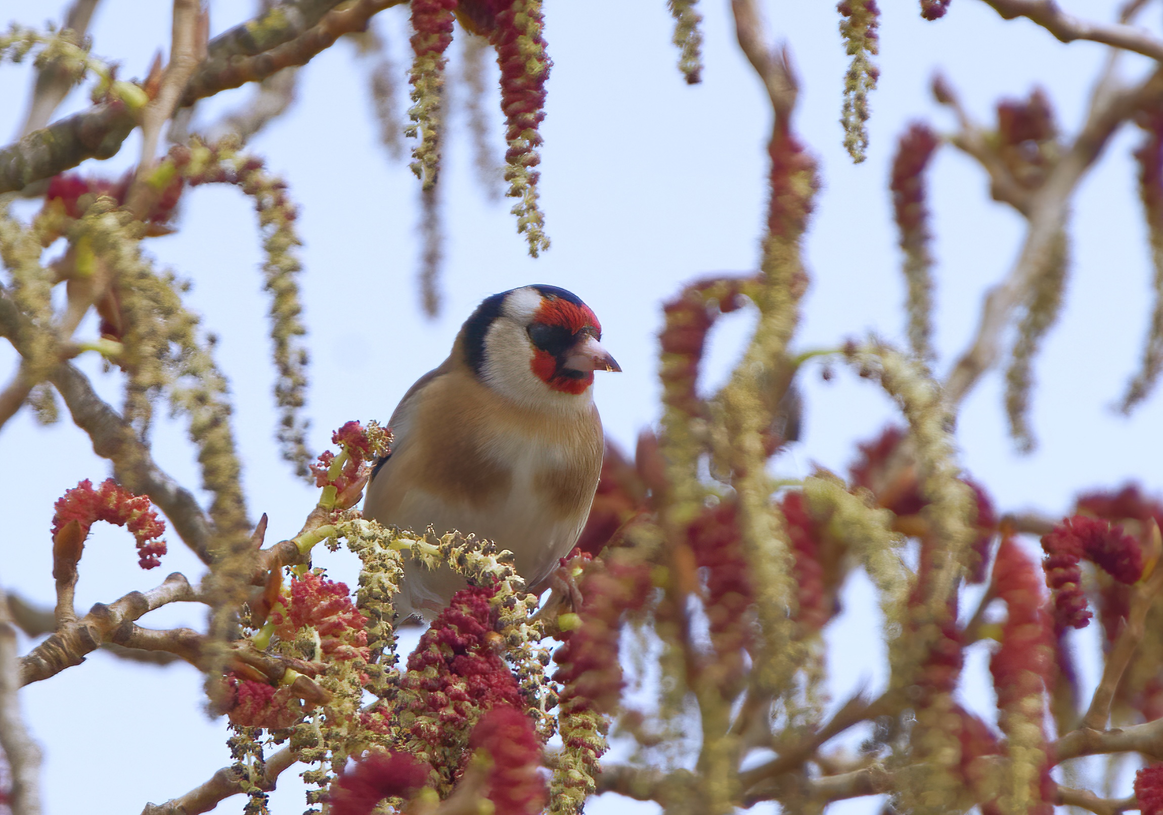 The goldfinch feasts with flowers...