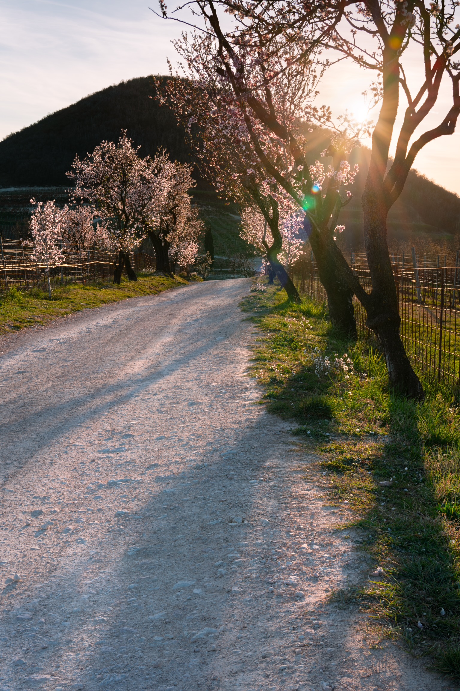 Almond trees in bloom...