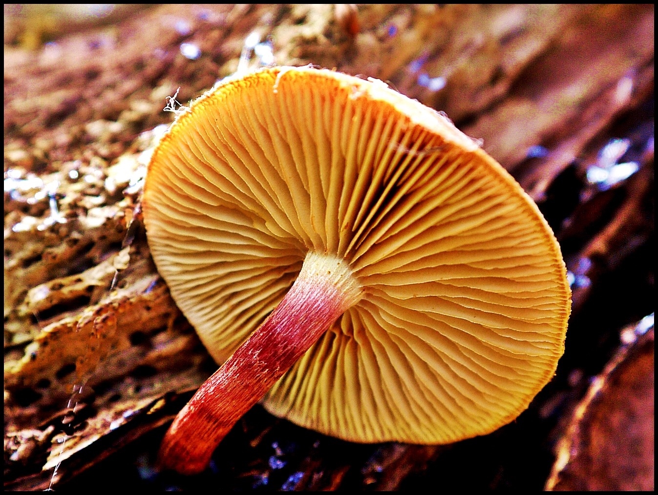 fungi...