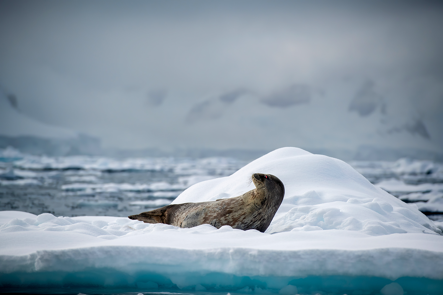 Weddel seal on Iceberg...