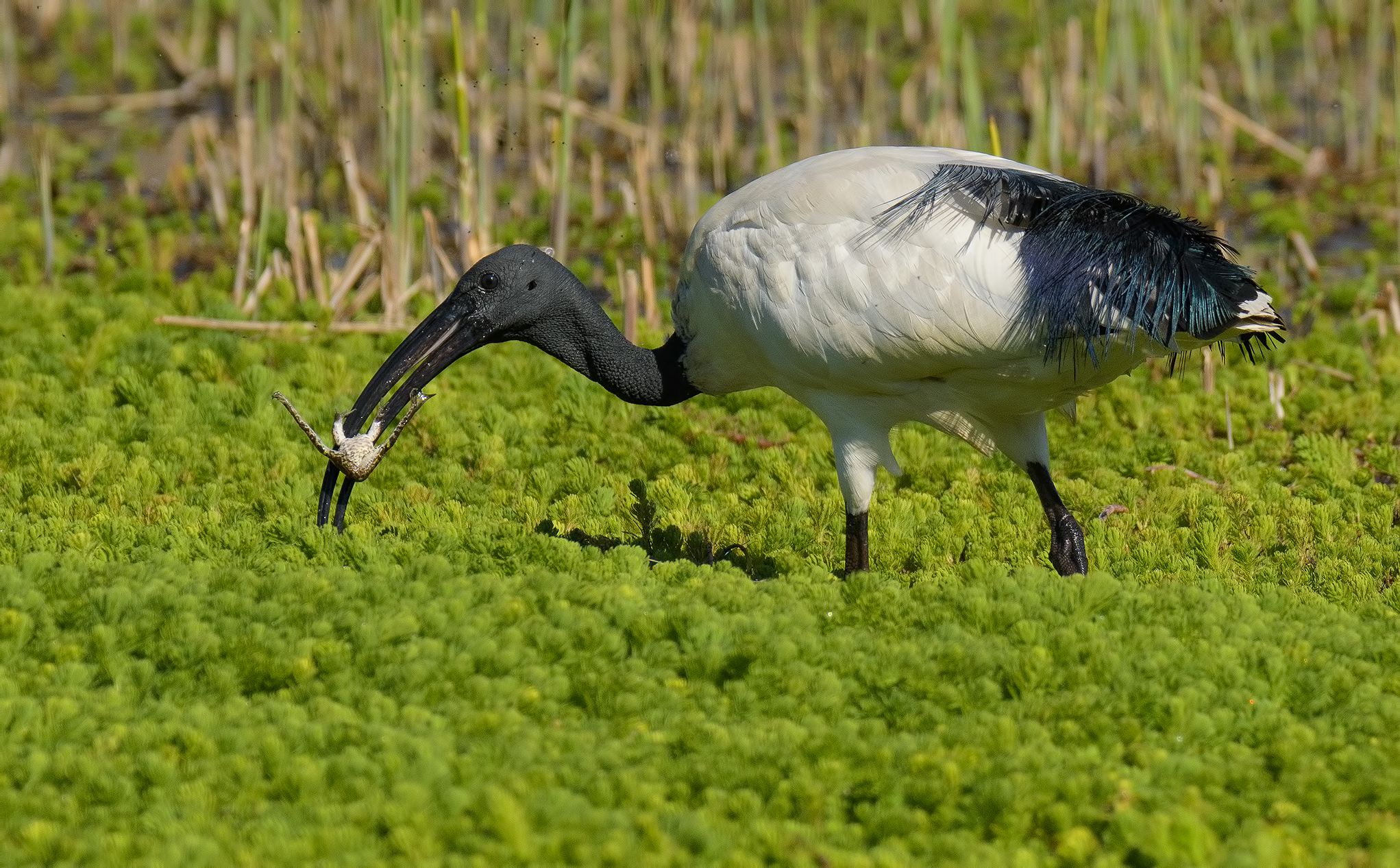 Sacred Ibis hunting frogs...