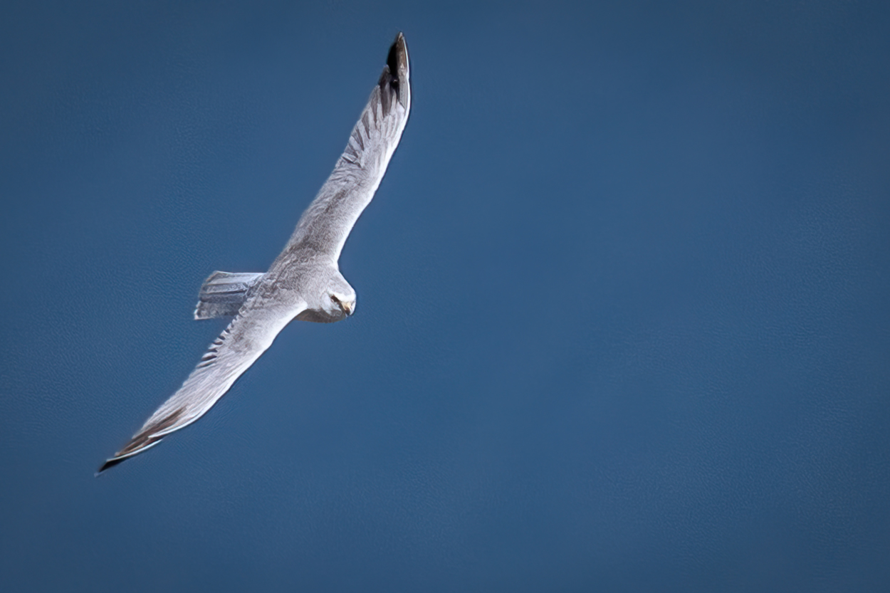 Pale harrier in flight...