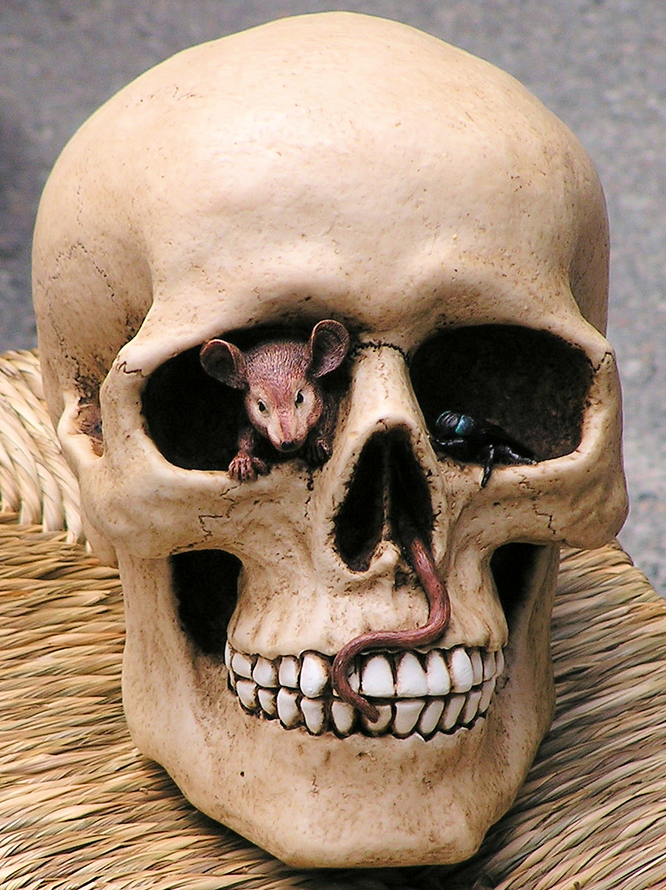 La Thuile a skull at the market...