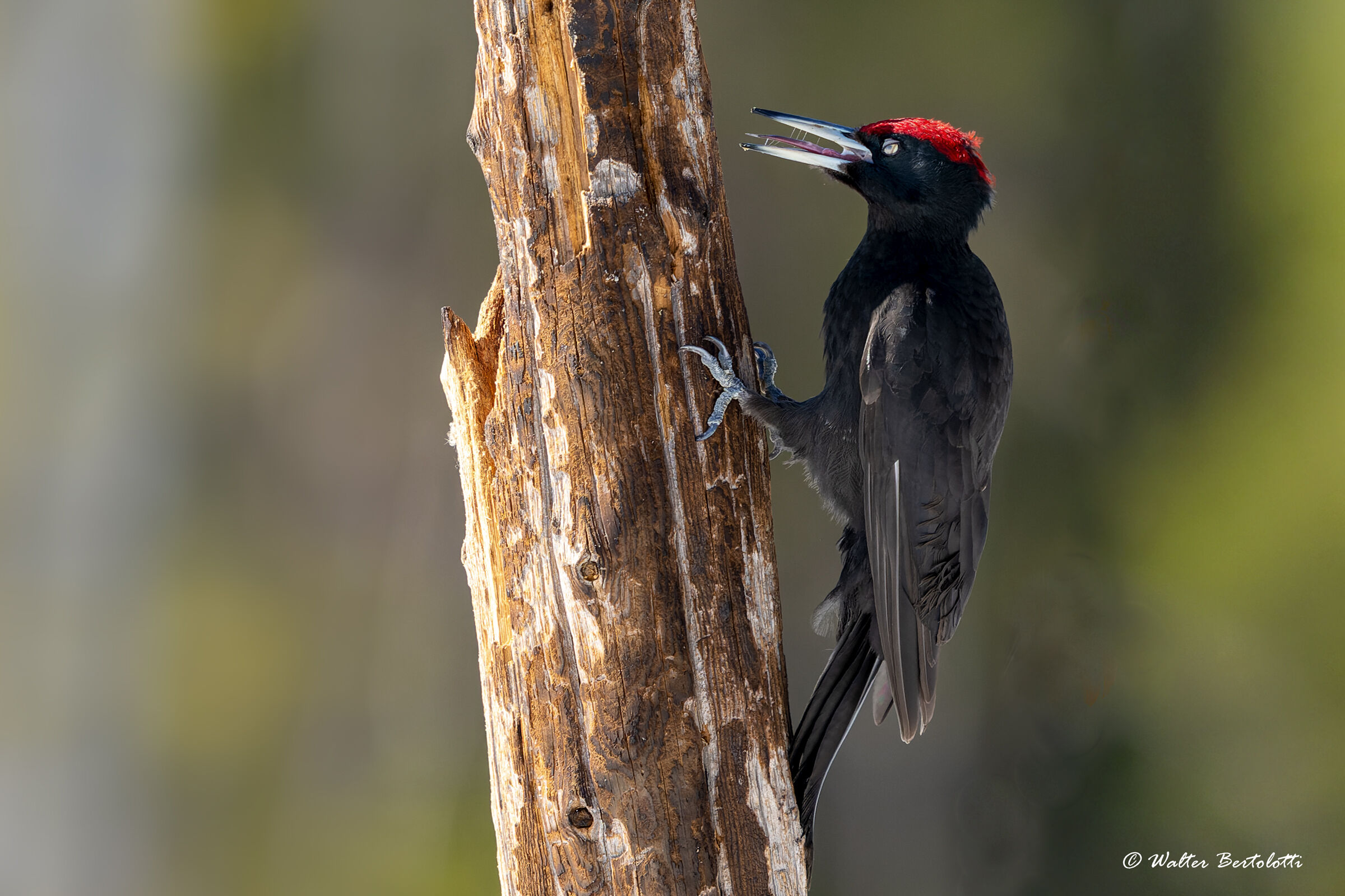 The ecstasy of the black woodpecker...