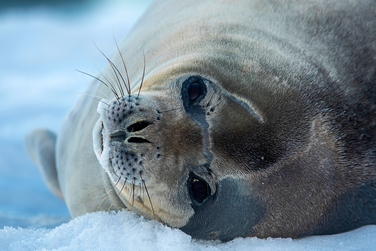 Narrow portrait of Weddel seal - Antarctica...