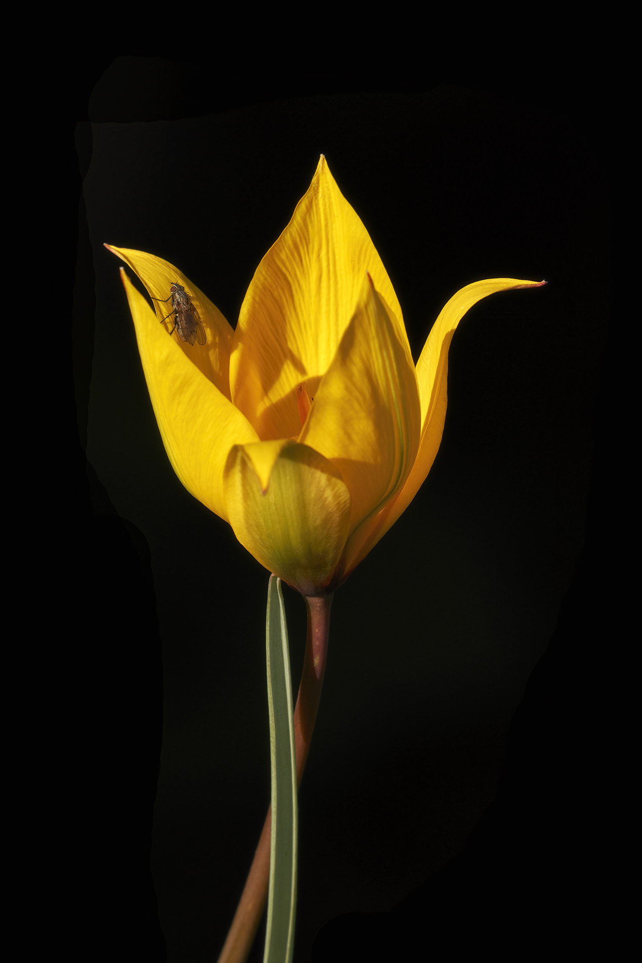 Wild tulip...