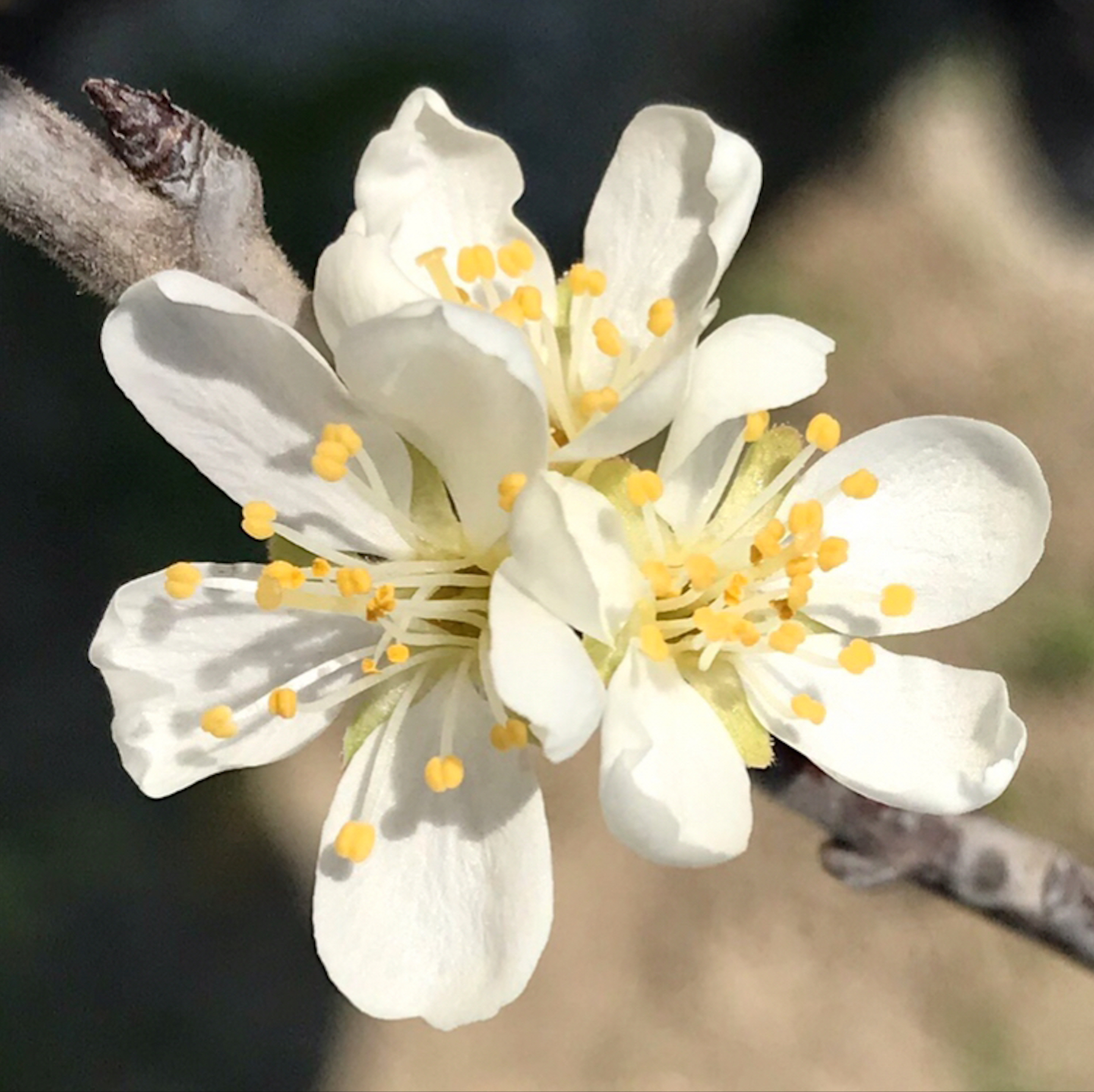 almond blossom...