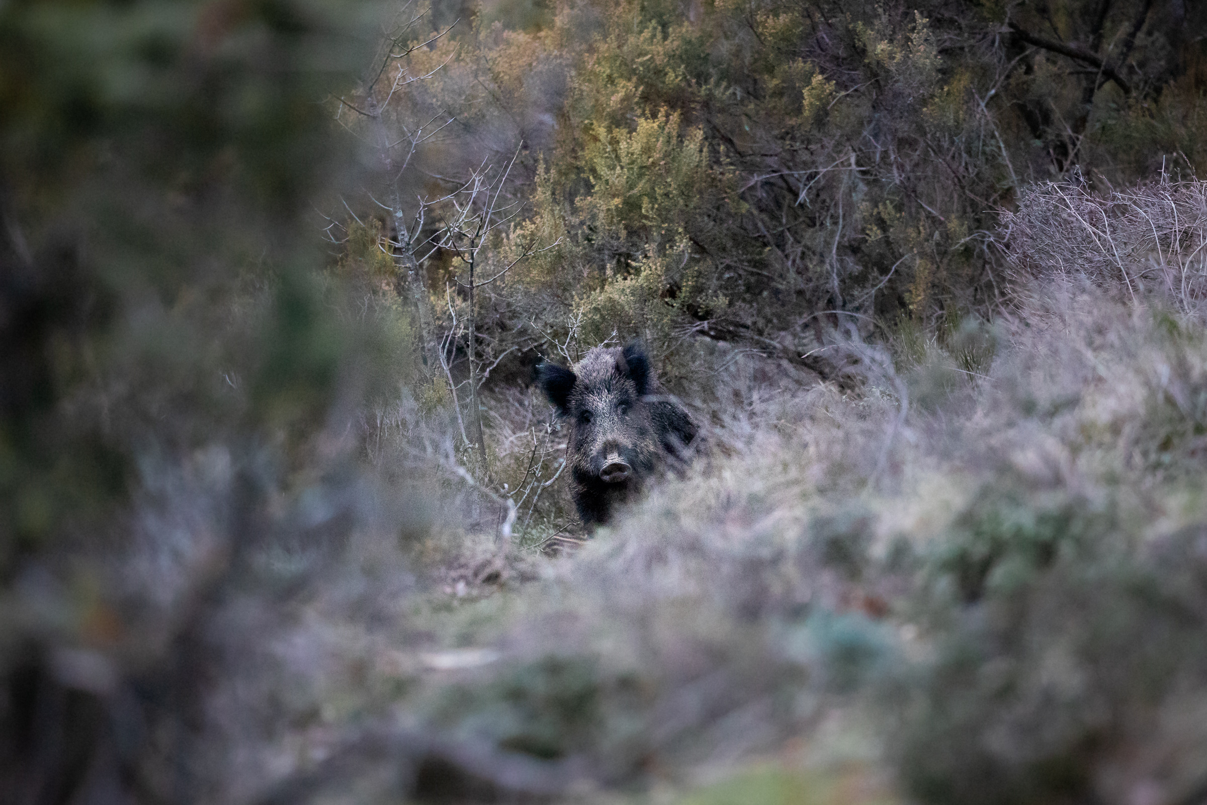 Curious boar...
