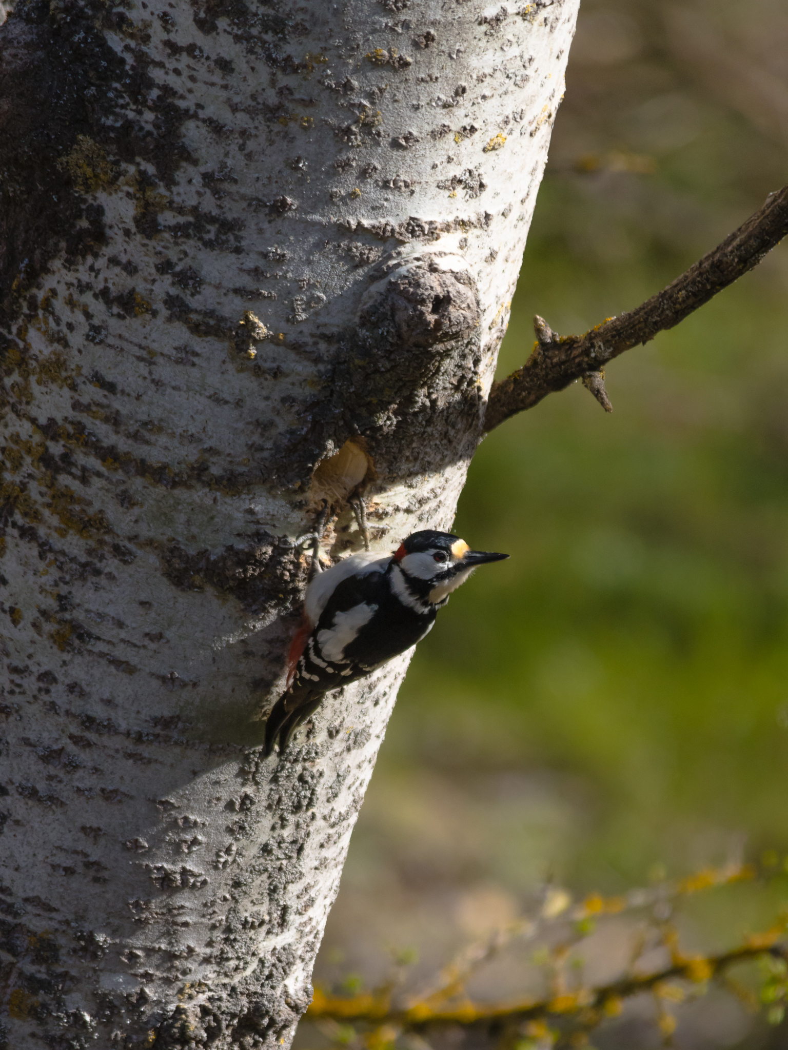 Spotted woodpecker at work...