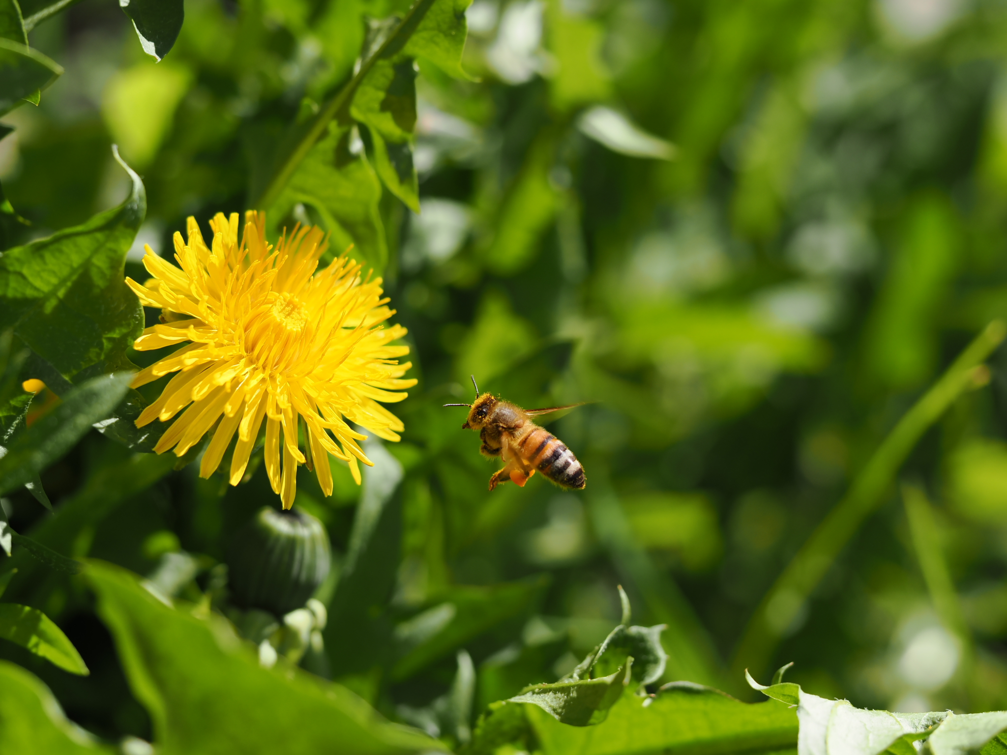 Bee flying towards dandelion flower...
