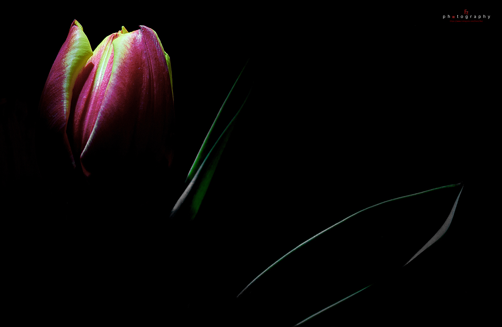 Tulips.......